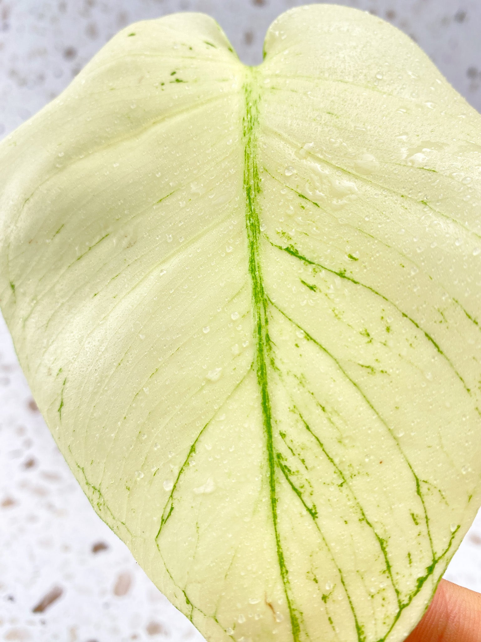 Invoice for @carley_allen13: C5 (Monstera White Monster)