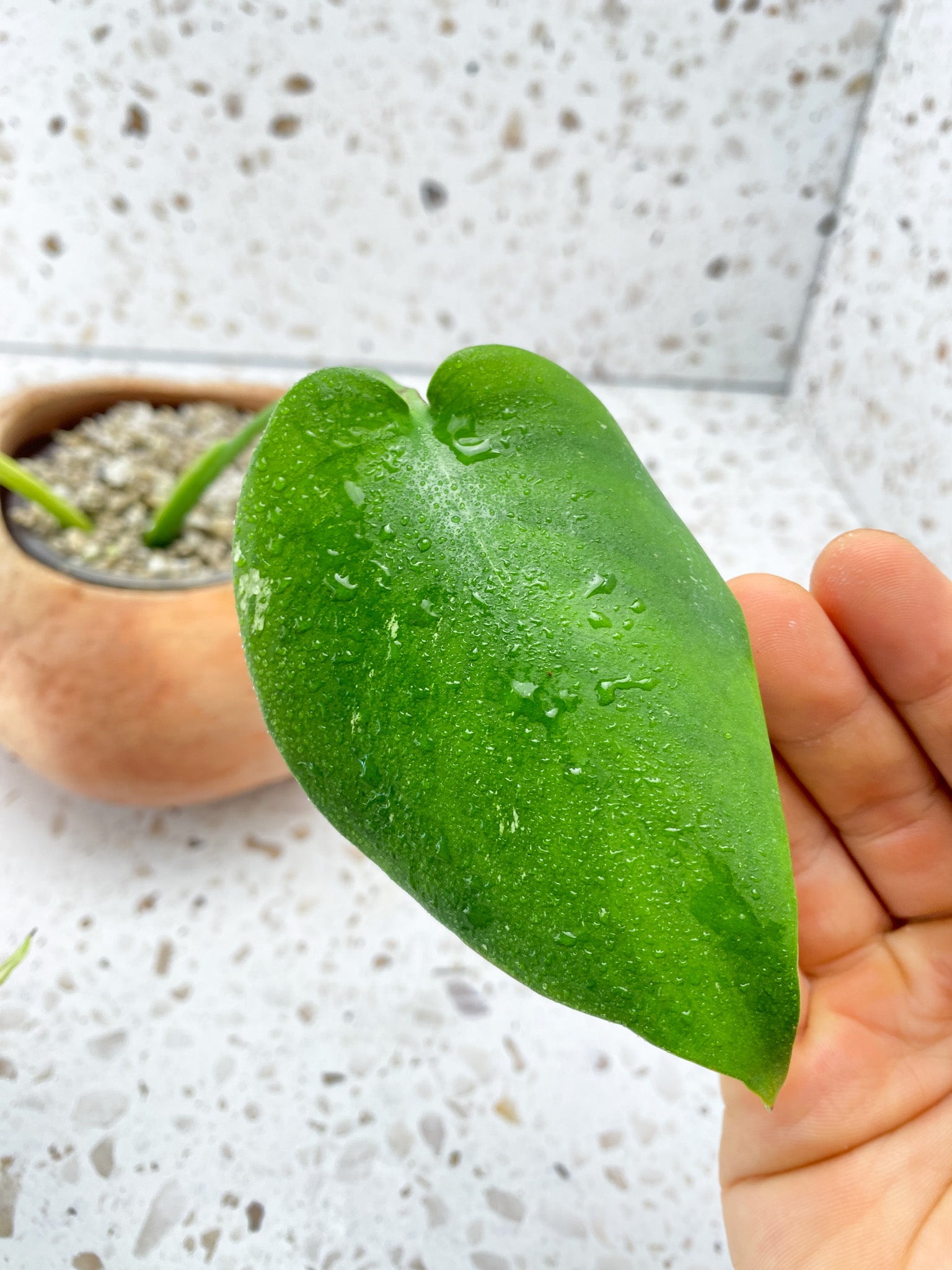 Invoice for @carley_allen13: C5 (Monstera White Monster)