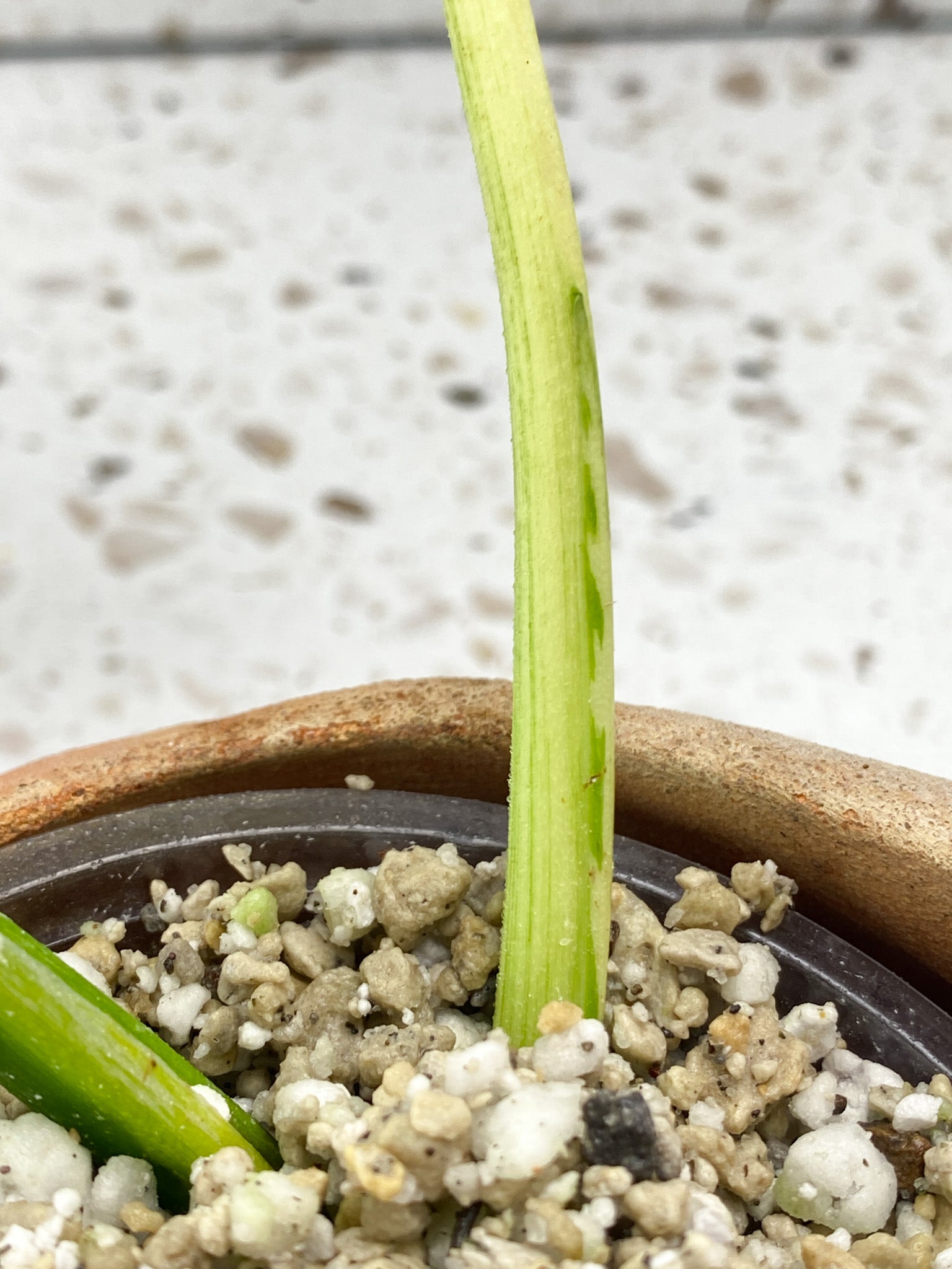 Invoice for @carley_allen13: C5 (Monstera White Monster)