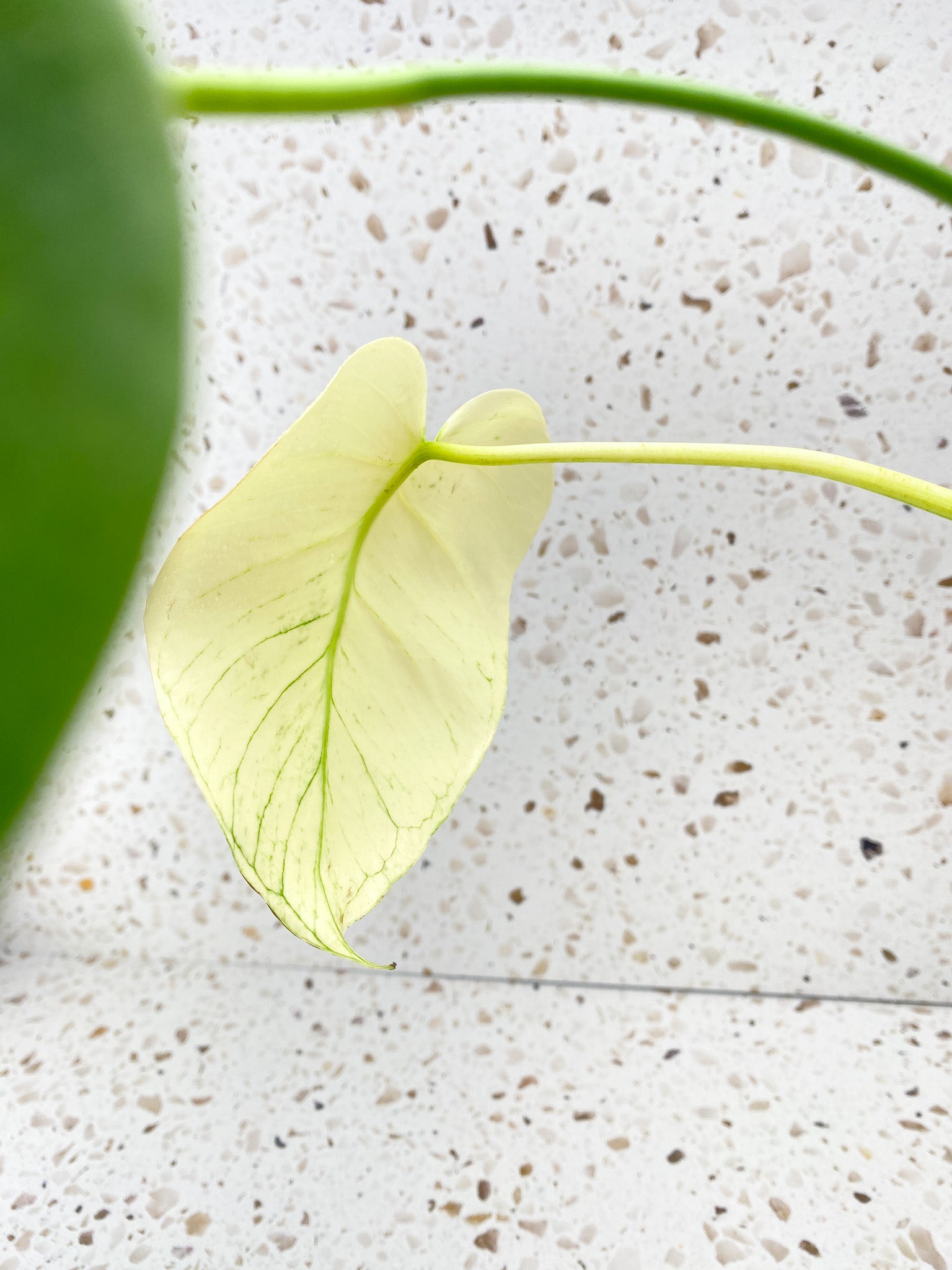 Invoice for @carley_allen13: C5 (Monstera White Monster)