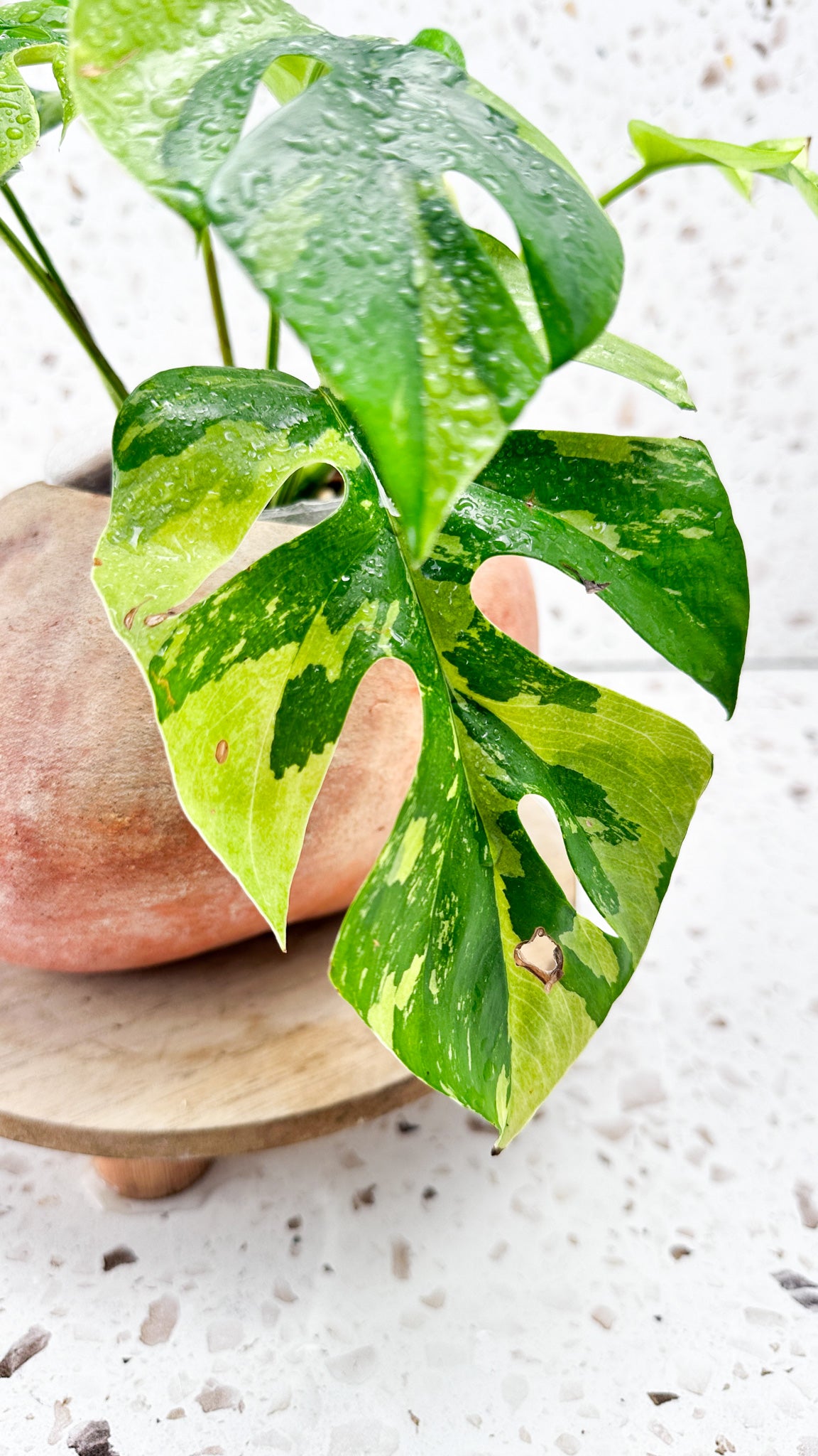 Rhaphidophora tetrasperma variegated 8 leaves