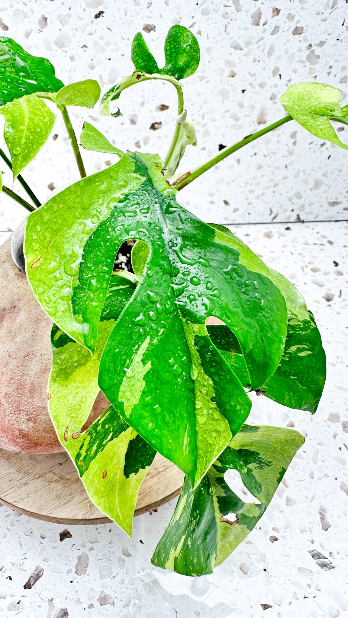 Rhaphidophora tetrasperma variegated 8 leaves