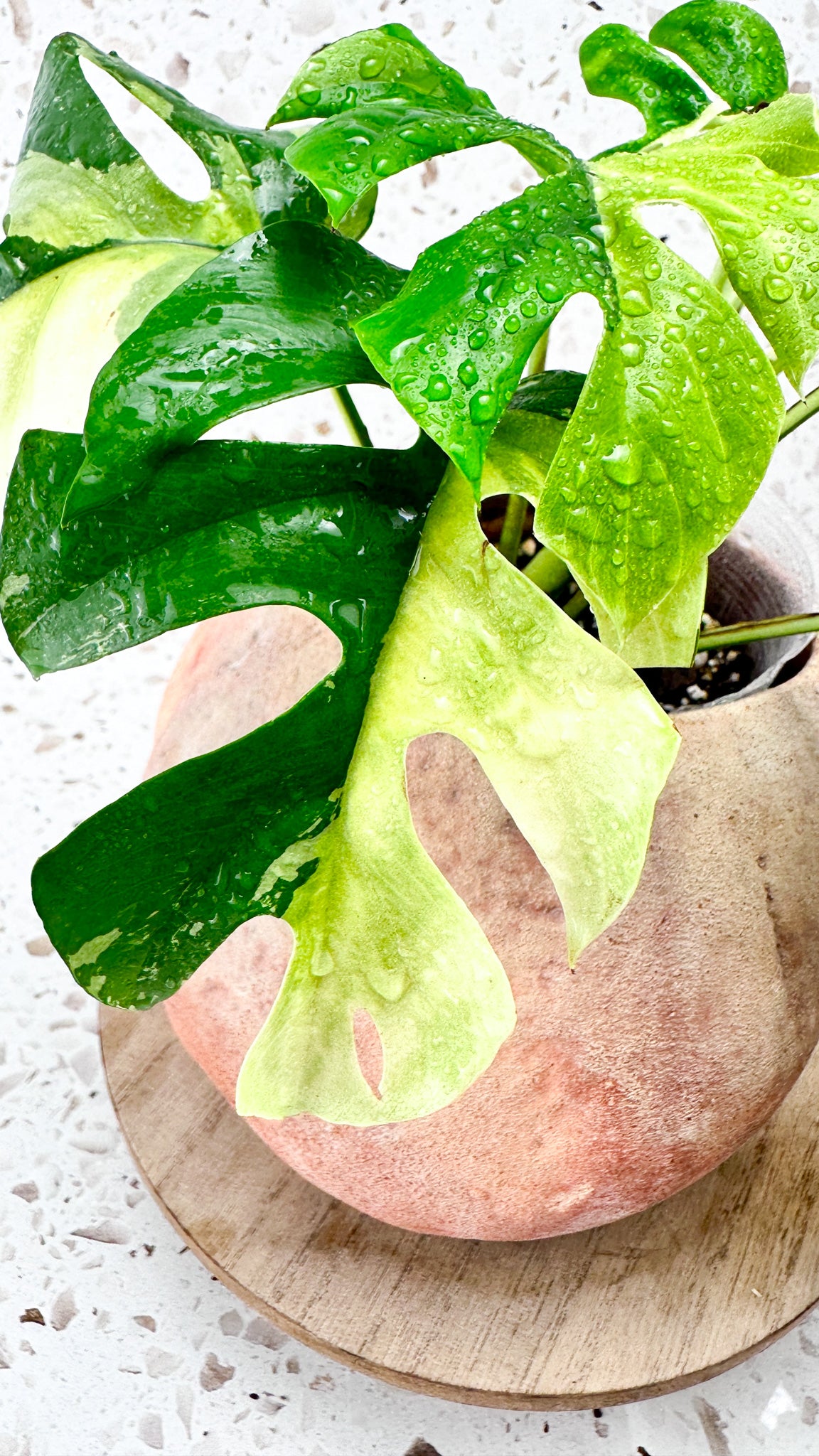 Rhaphidophora tetrasperma variegated 8 leaves