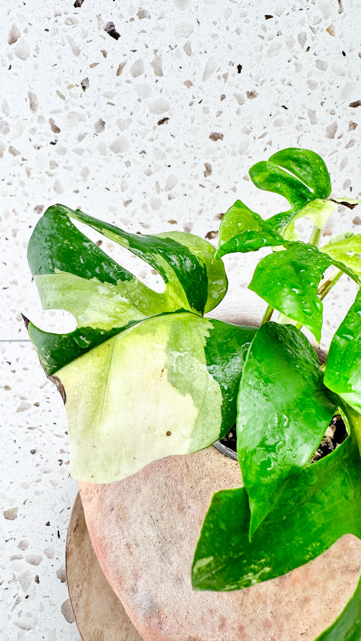 Rhaphidophora tetrasperma variegated 8 leaves
