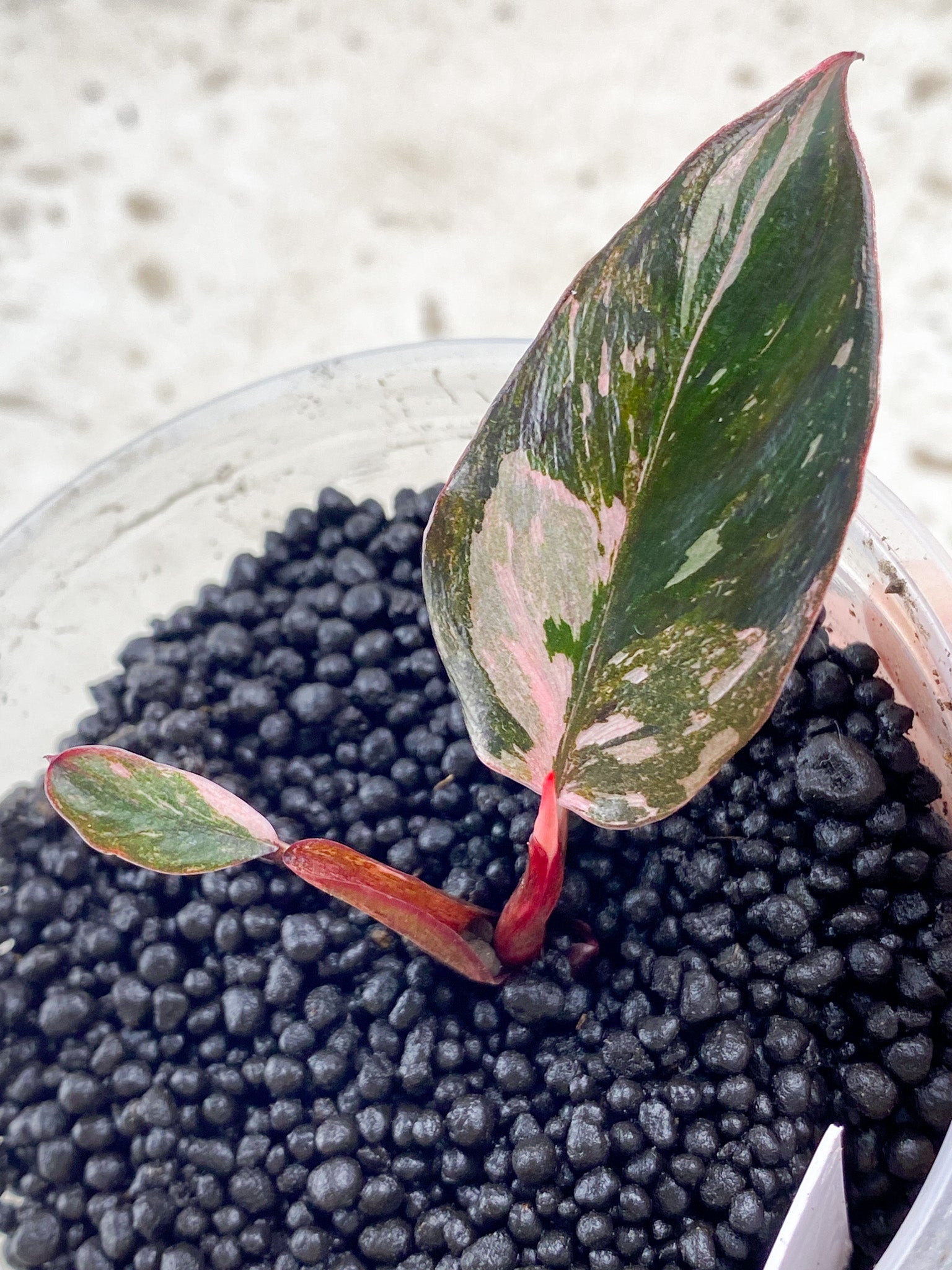 Philodendron Pink Princess Marble Galaxy 2 leaves 1 shoot baby plant (rooting)