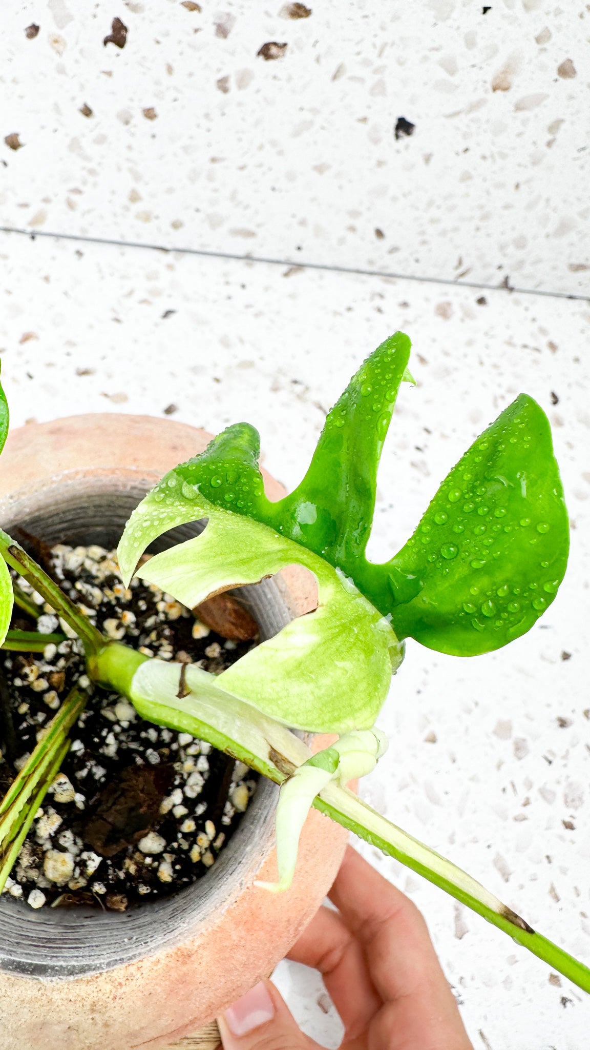 Rhaphidophora tetrasperma variegated 8 leaves
