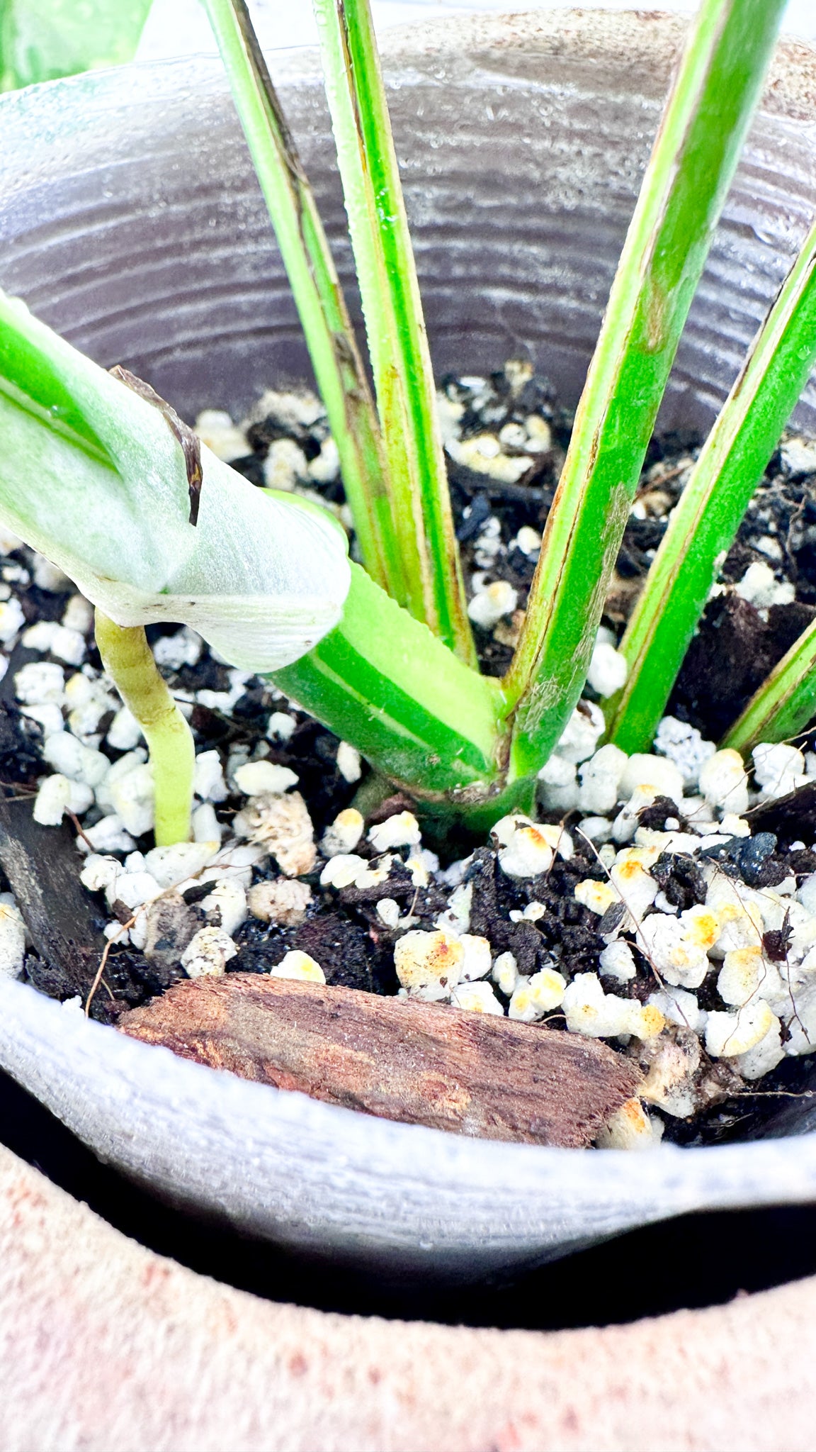 Rhaphidophora tetrasperma variegated 8 leaves