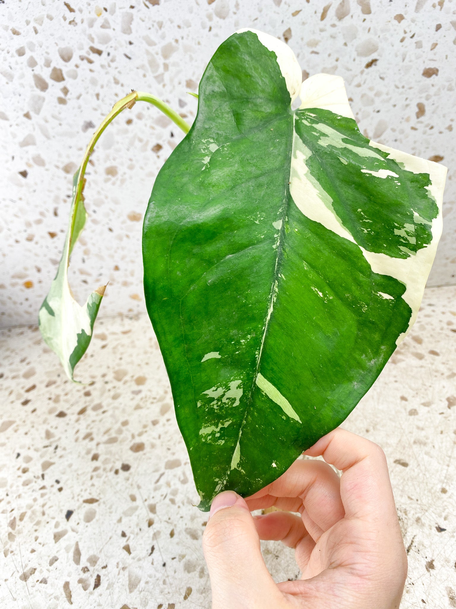 Syngonium Chiapense Variegated 3 leaves Highly Variegated (rooting)