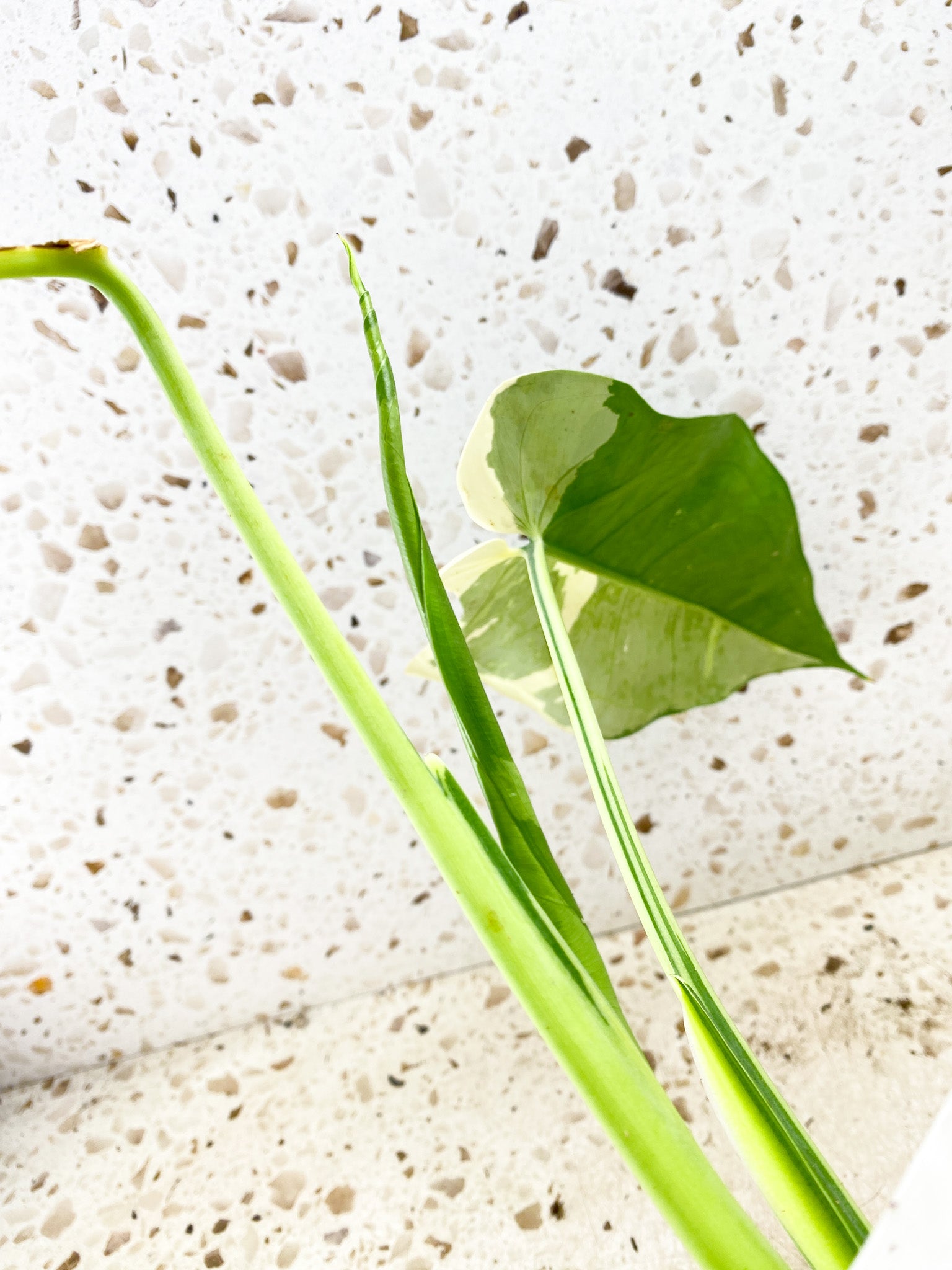 Syngonium Chiapense Variegated 3 leaves Highly Variegated (rooting)