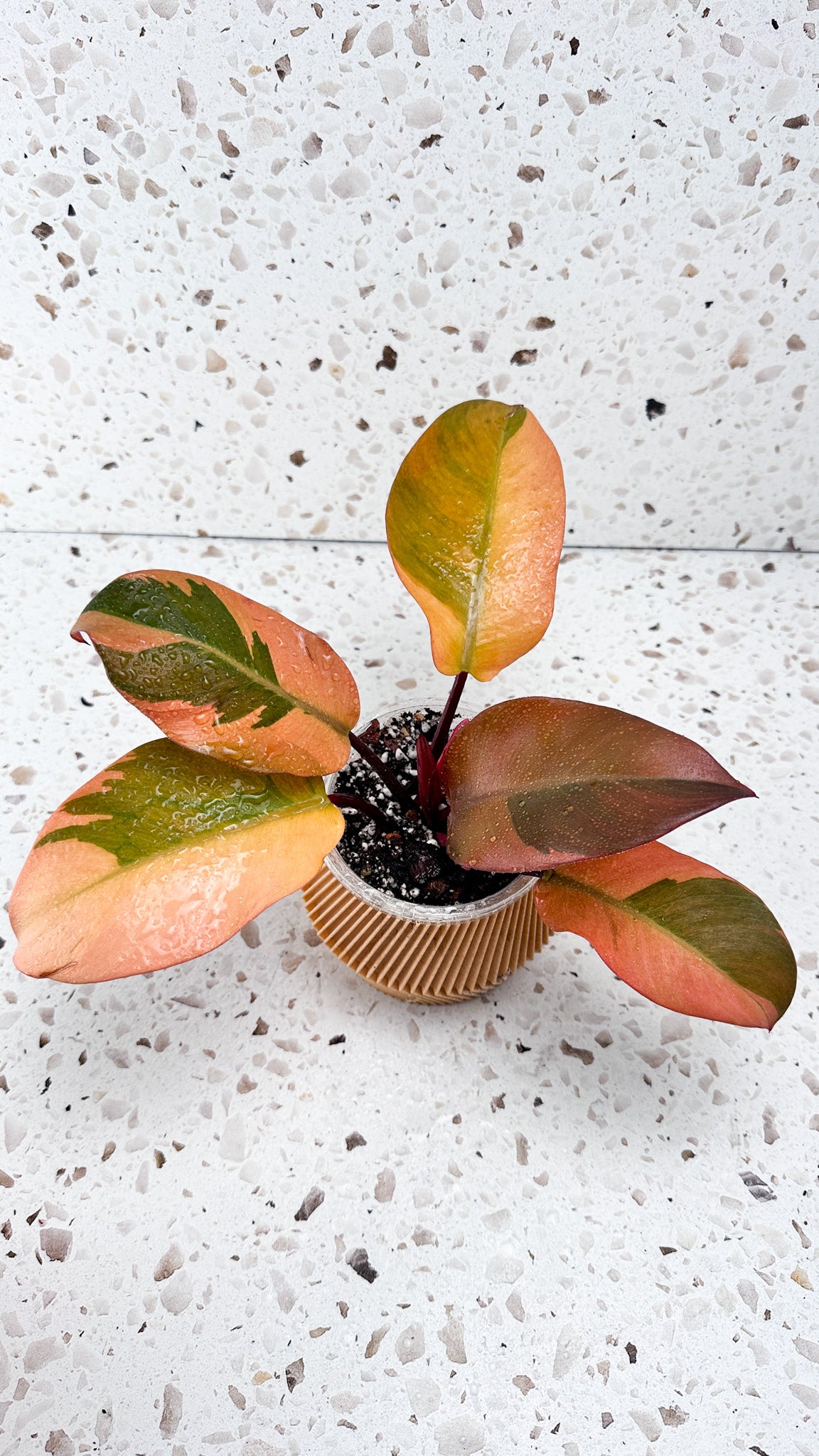 Philodendron Black Cardinal Variegated