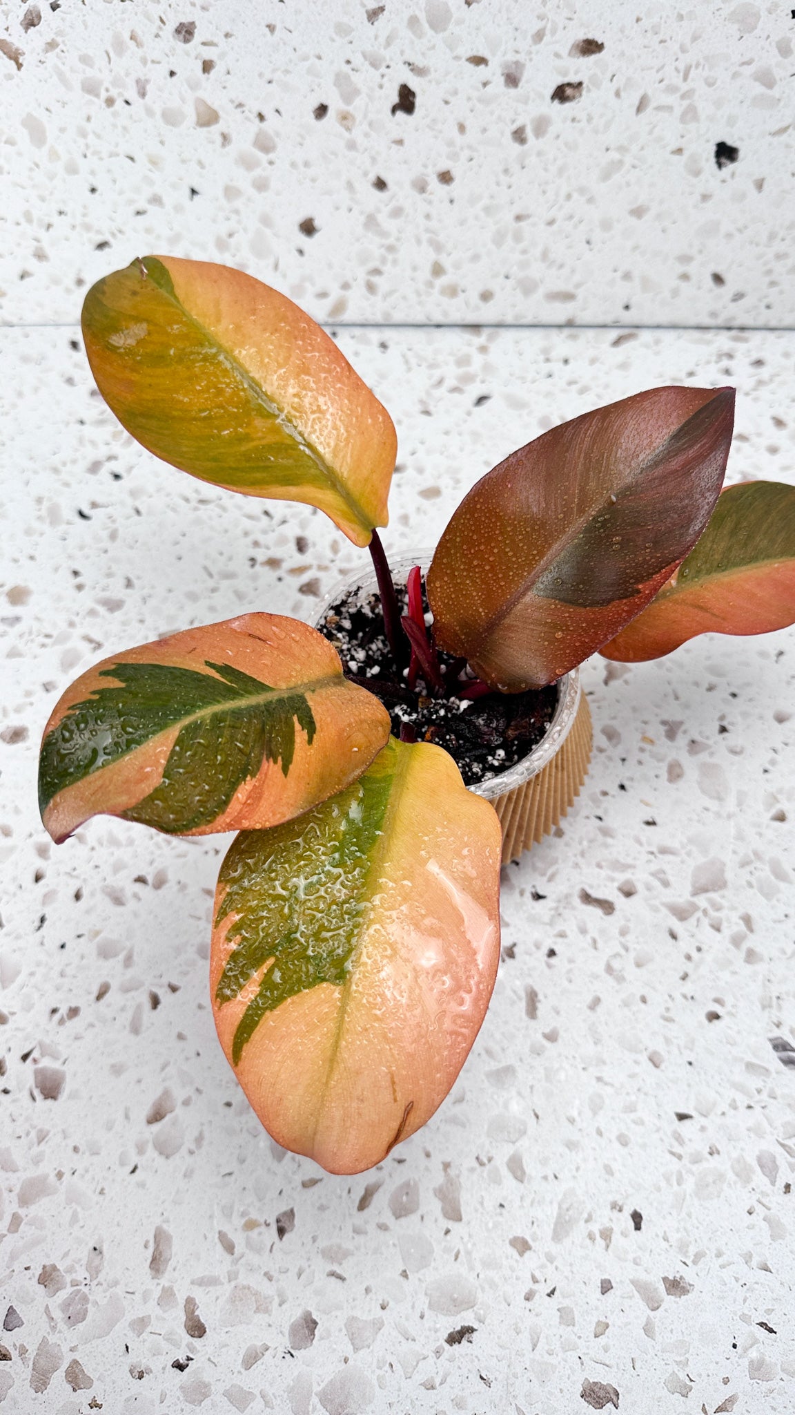 Philodendron Black Cardinal Variegated