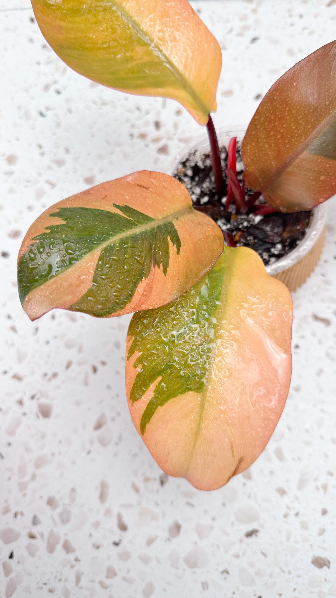 Philodendron Black Cardinal Variegated