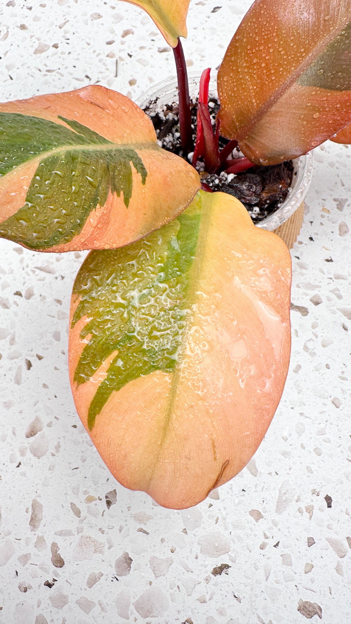 Philodendron Black Cardinal Variegated