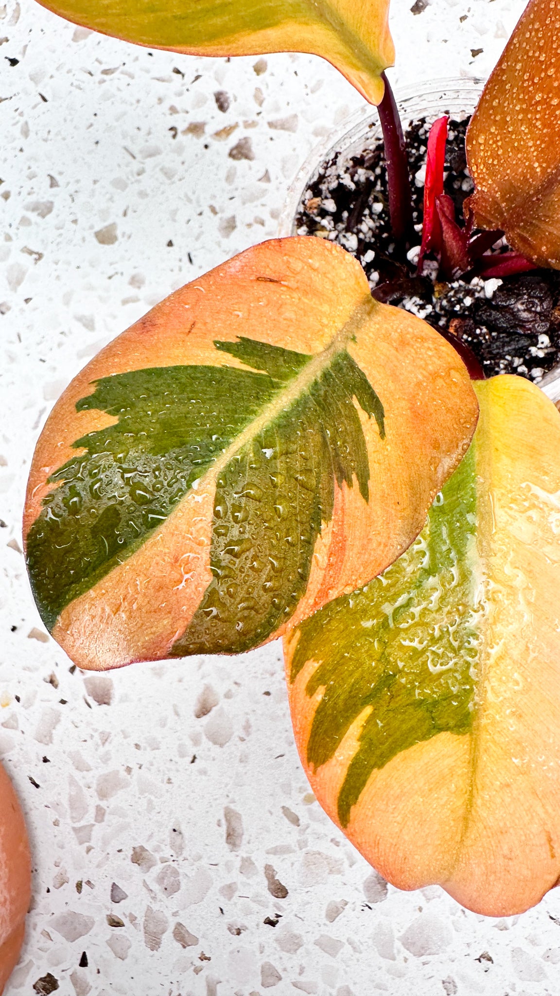 Philodendron Black Cardinal Variegated