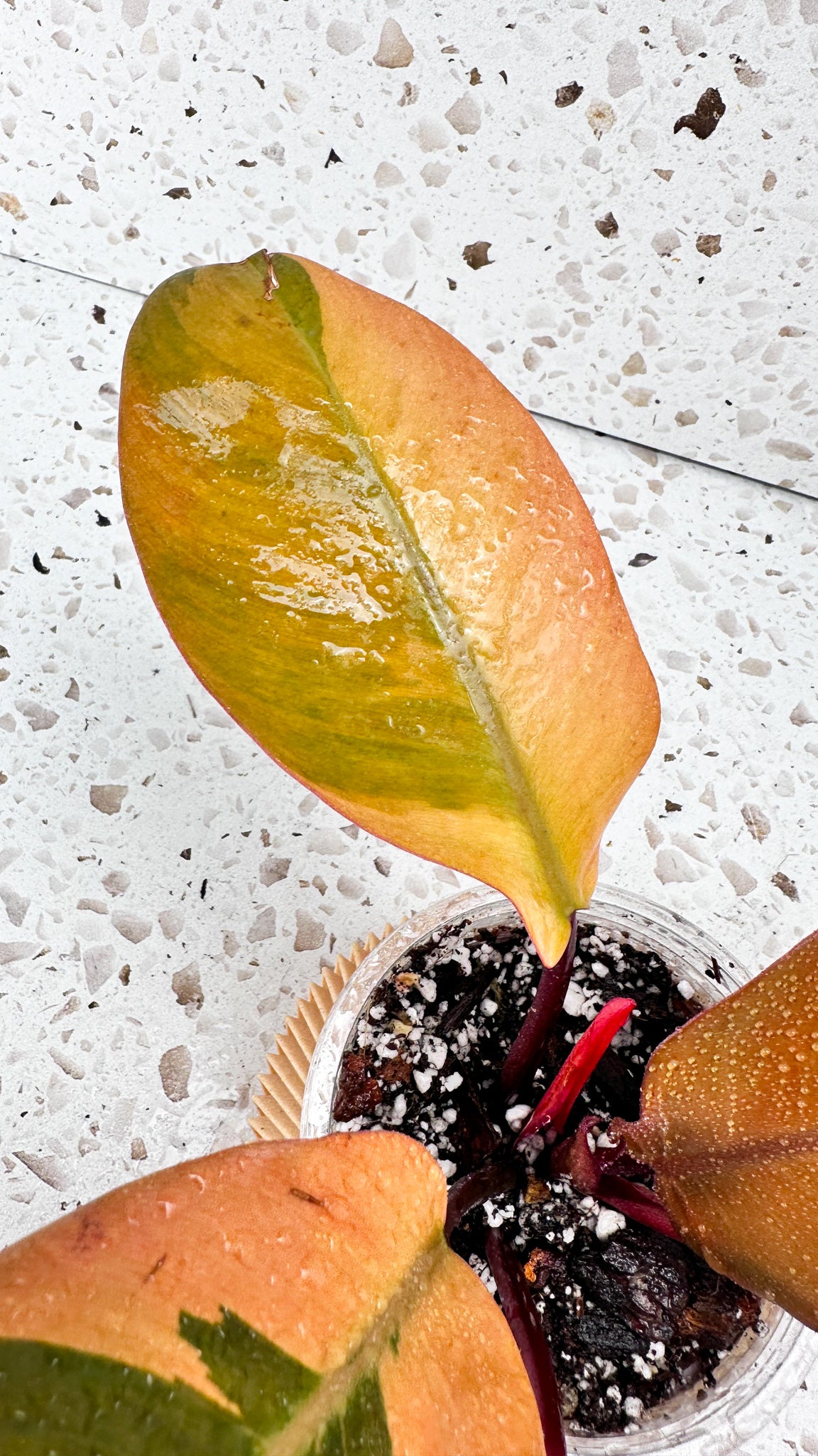 Philodendron Black Cardinal Variegated
