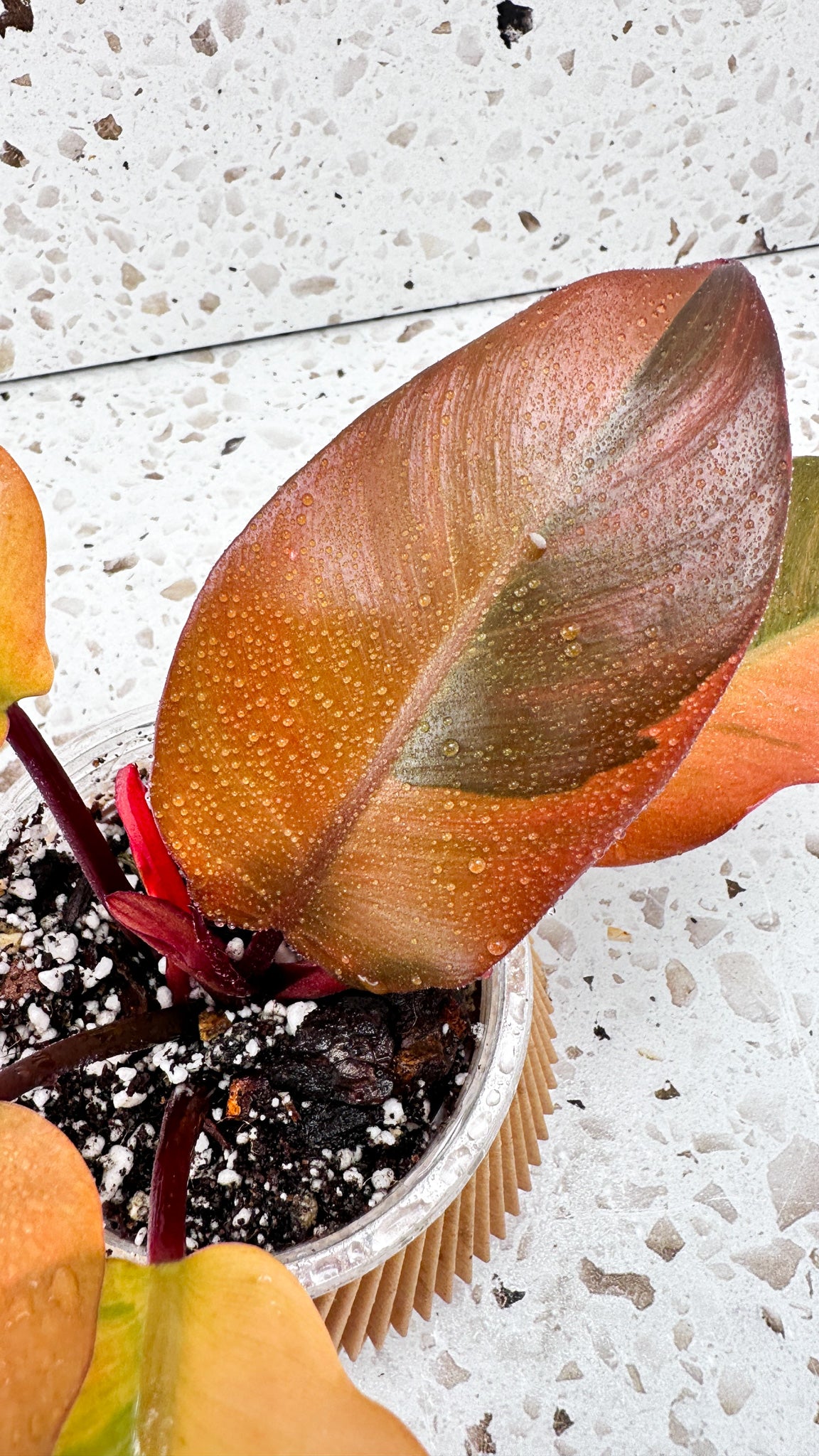 Philodendron Black Cardinal Variegated