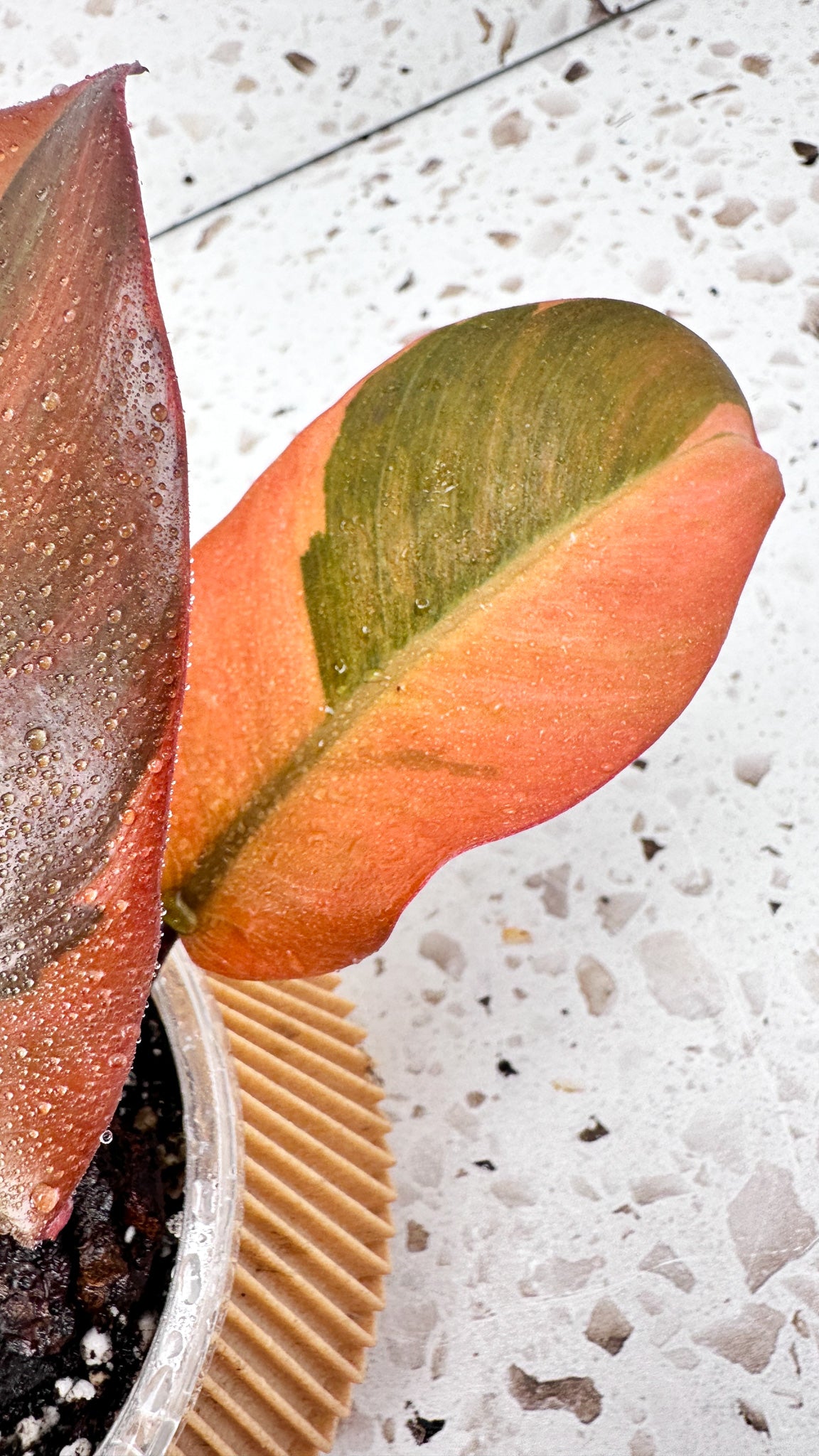 Philodendron Black Cardinal Variegated