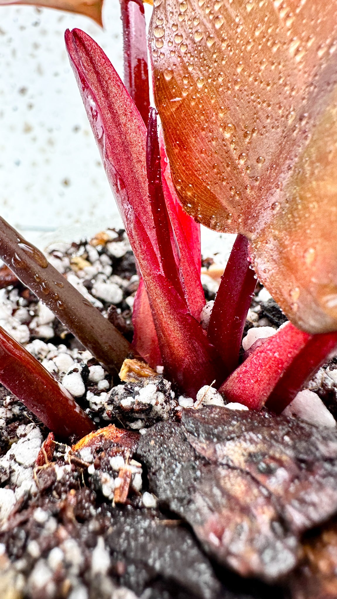 Philodendron Black Cardinal Variegated