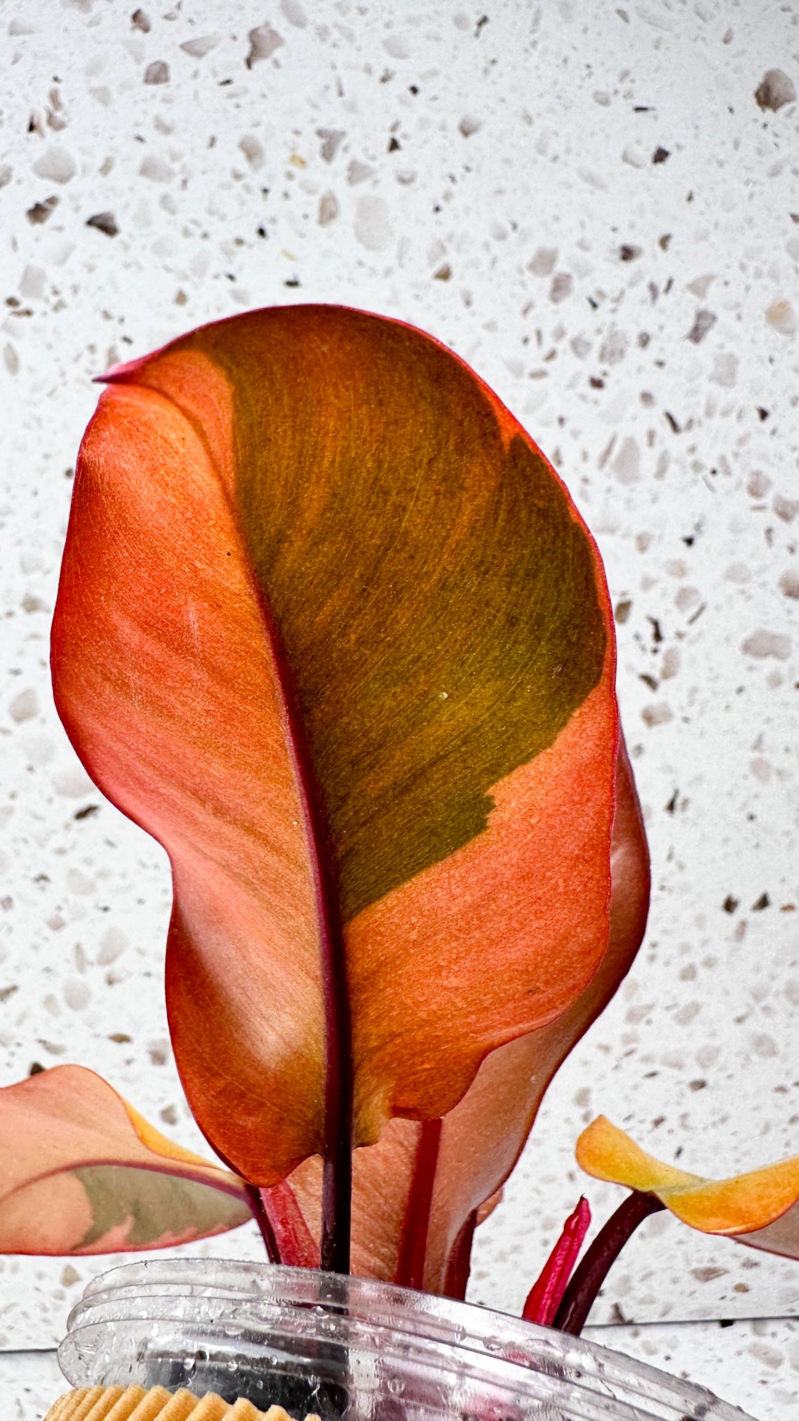 Philodendron Black Cardinal Variegated
