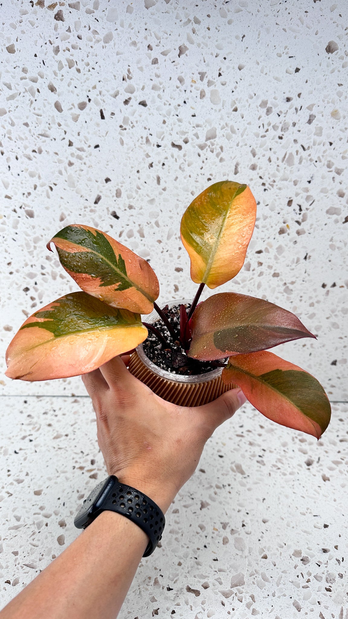 Philodendron Black Cardinal Variegated