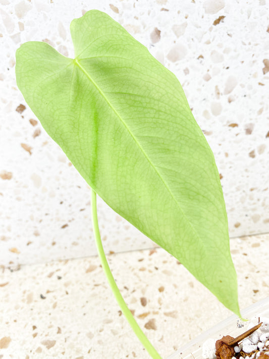 Anthurium Angamarcanum 1 leaf