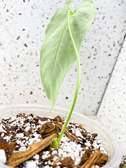 Anthurium Angamarcanum 1 leaf