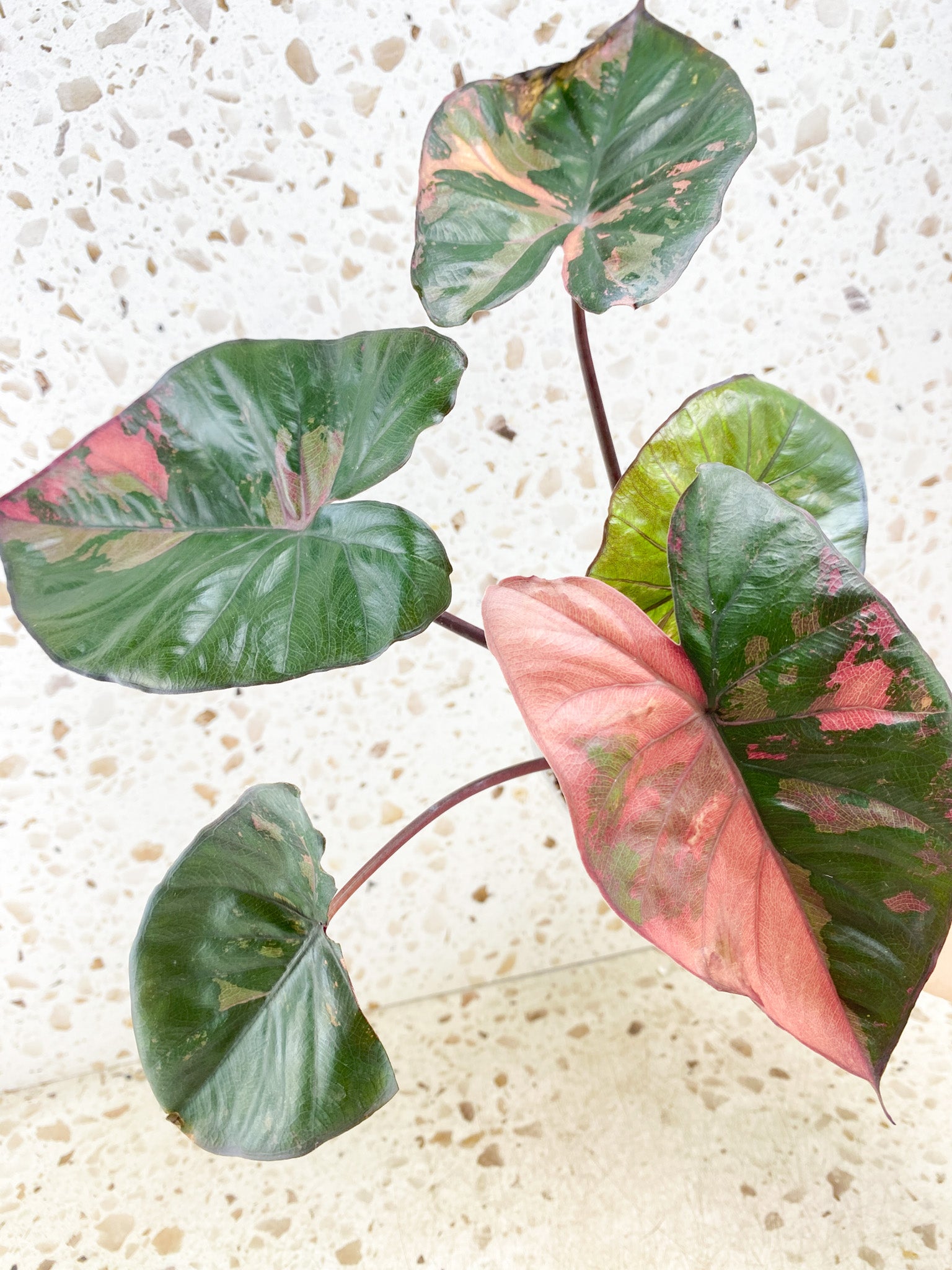 Alocasia Serendipity Variegated 5 leaf top cutting (slightly rooted)