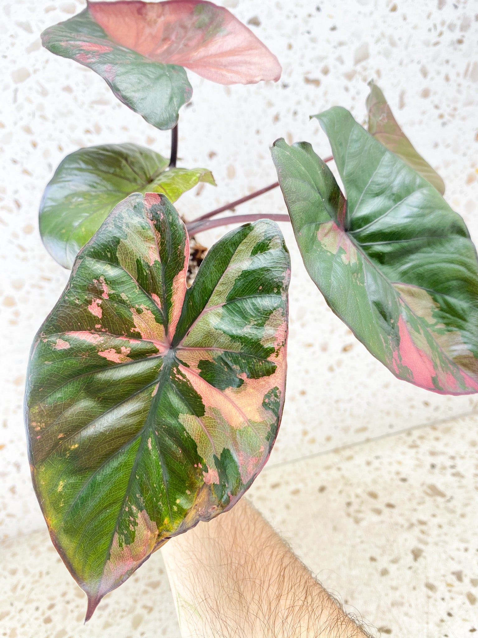 Alocasia Serendipity Variegated 5 leaf top cutting (slightly rooted)