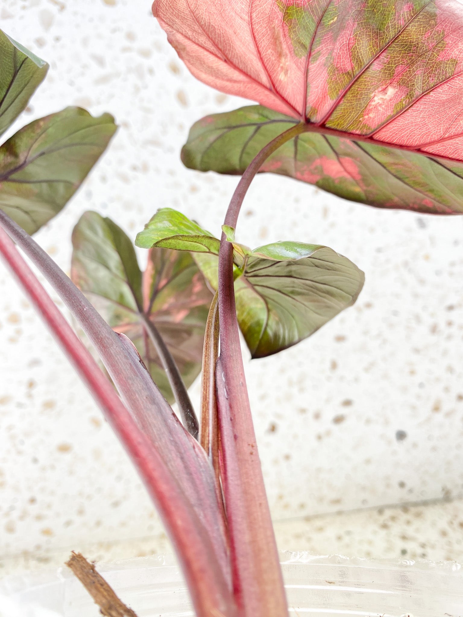 Alocasia Serendipity Variegated 5 leaf top cutting (slightly rooted)