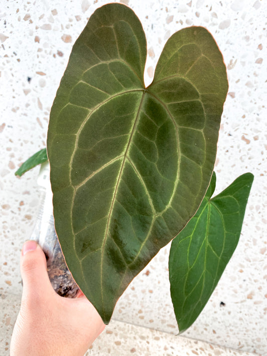 Anthurium Ace of Spades 3 leaves 1 shoot top cutting Indo Form