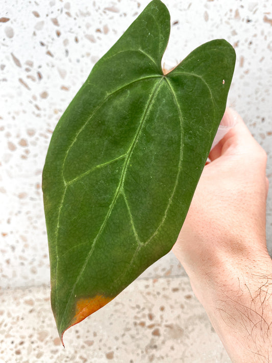 Anthurium Ace of Spades 1 leaf Indo Form