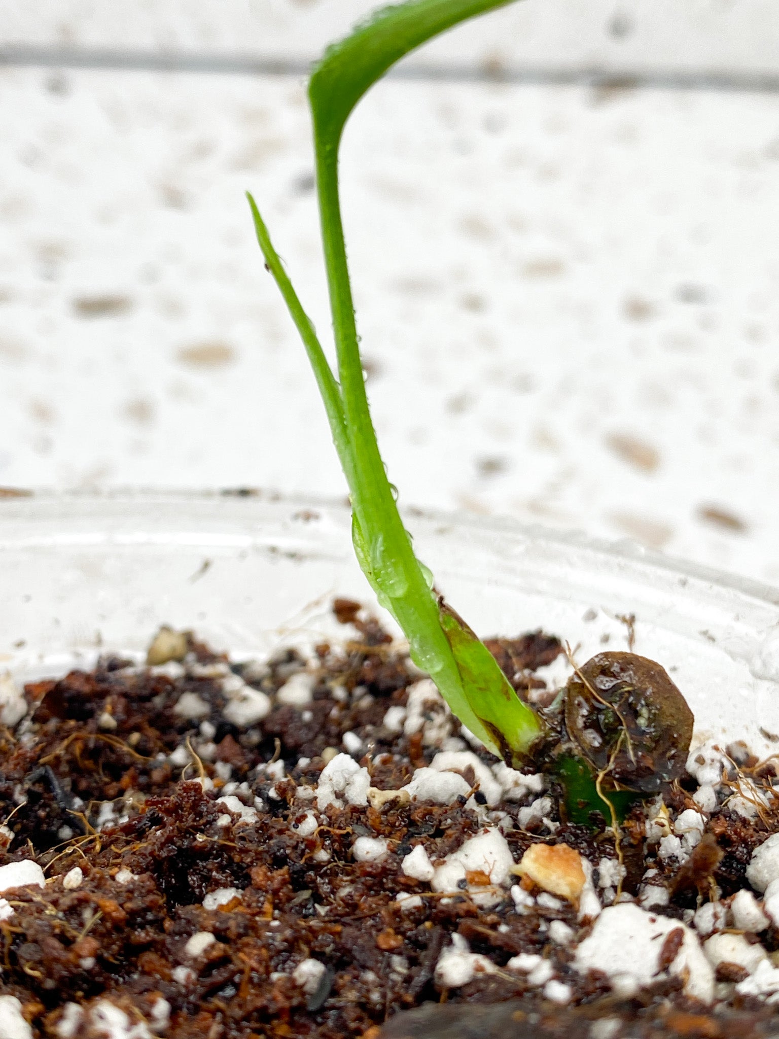 Monstera Sierrana (Mexican Form) 1 baby leaf