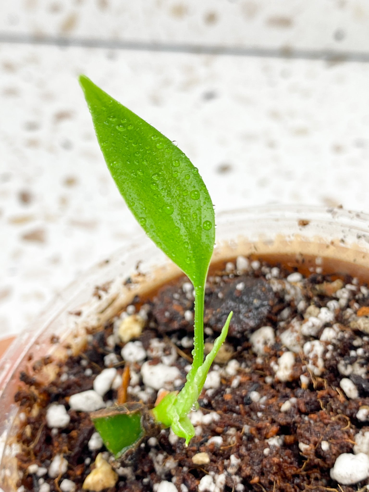 Monstera Sierrana (Mexican Form) 1 baby leaf