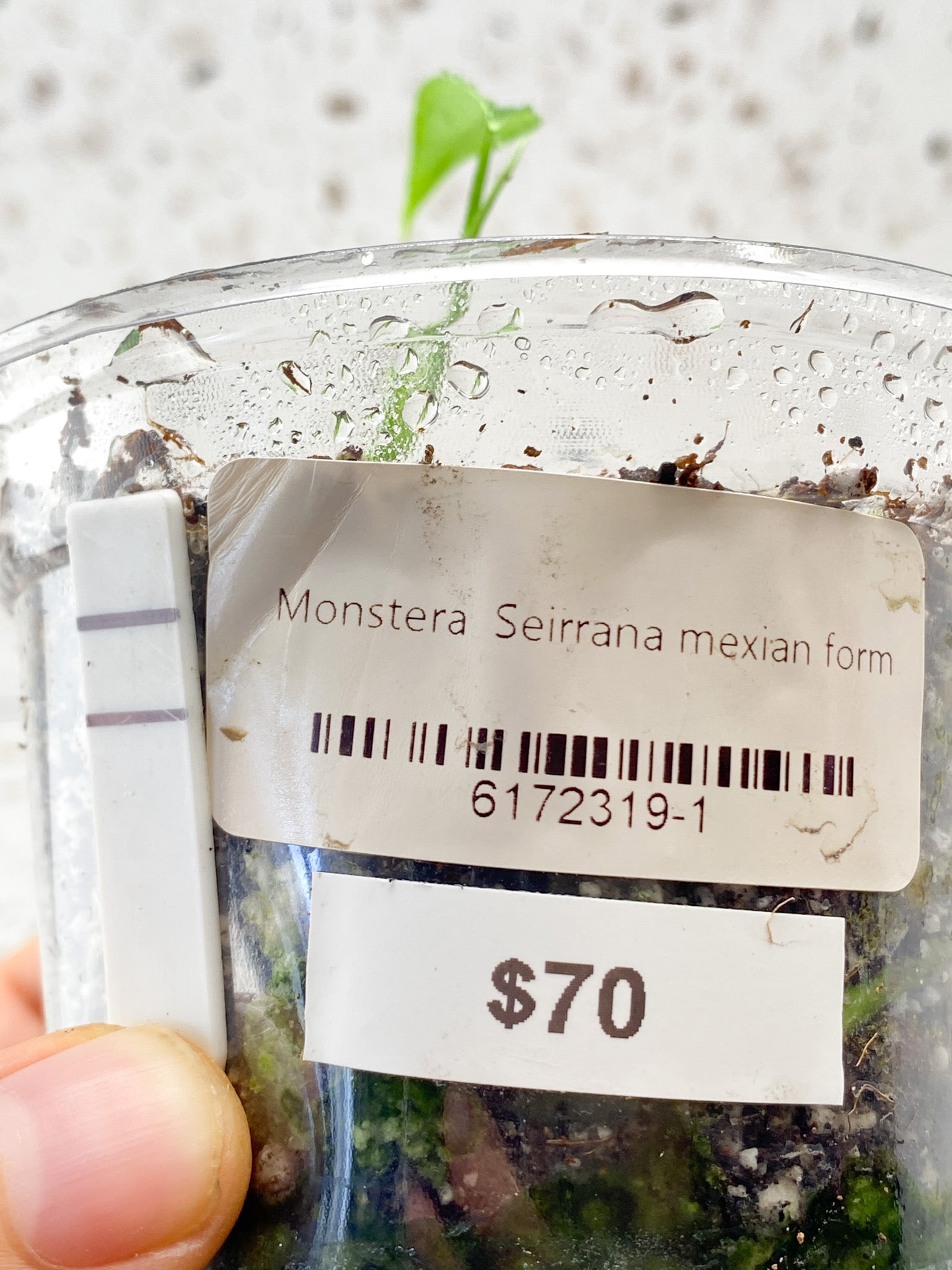 Monstera Sierrana (Mexican Form) 1 baby leaf
