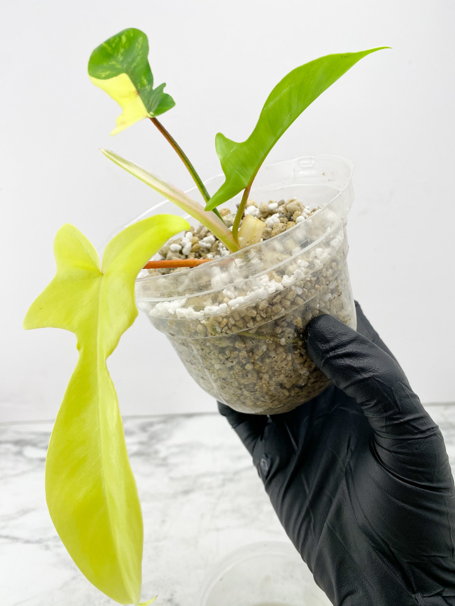 Philodendron Florida Beauty 3 leaf top cutting slightly rooted