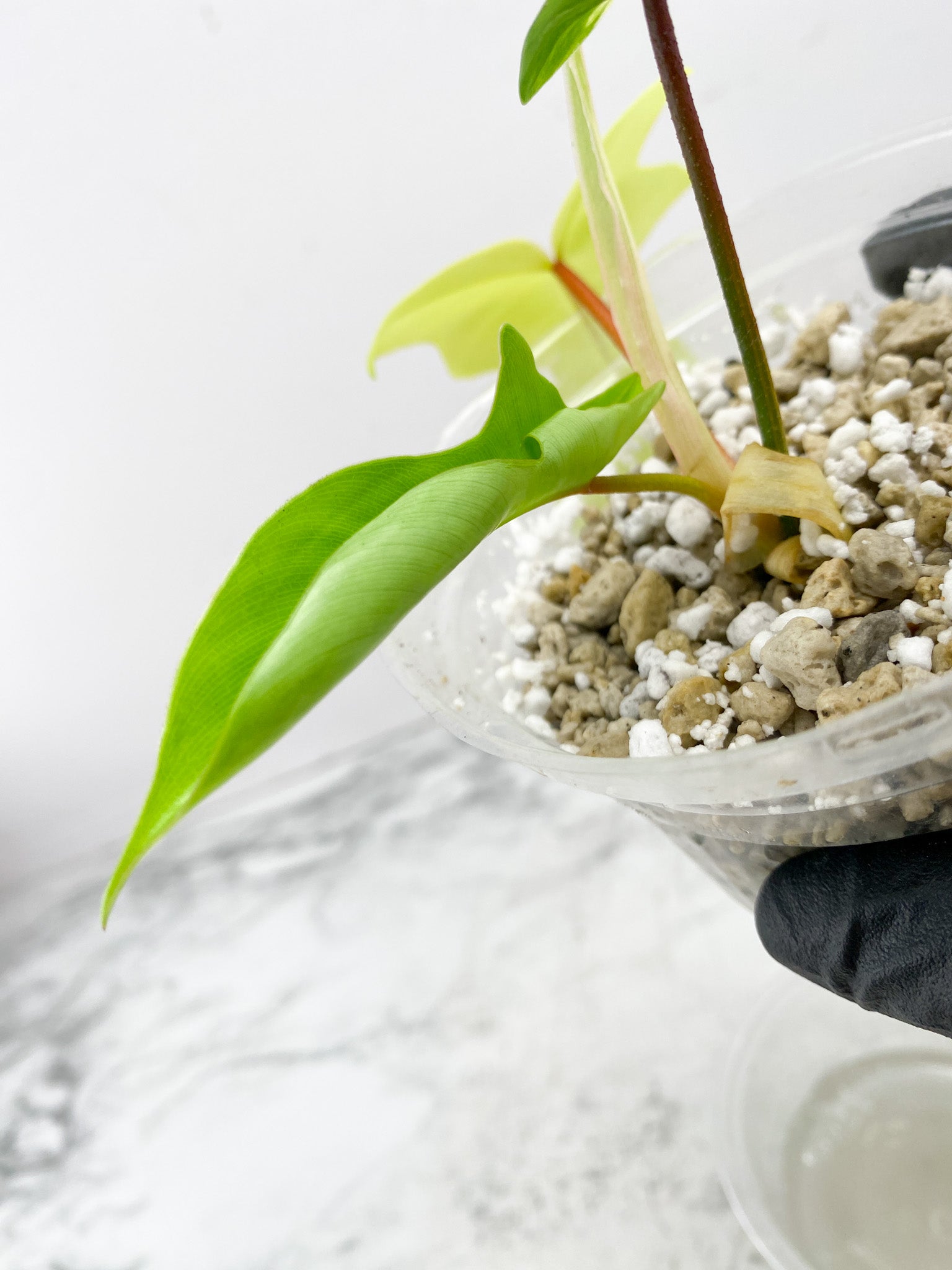 Philodendron Florida Beauty 3 leaf top cutting slightly rooted