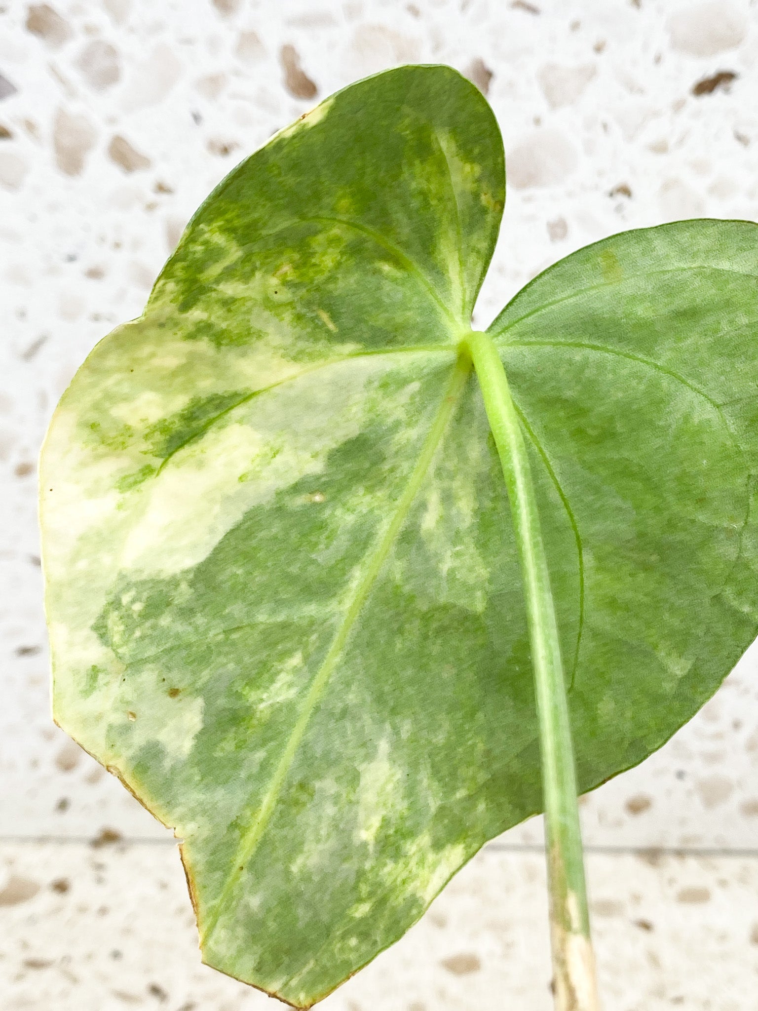 Anthurium King Clarinervium Variegated 1 leaf double node