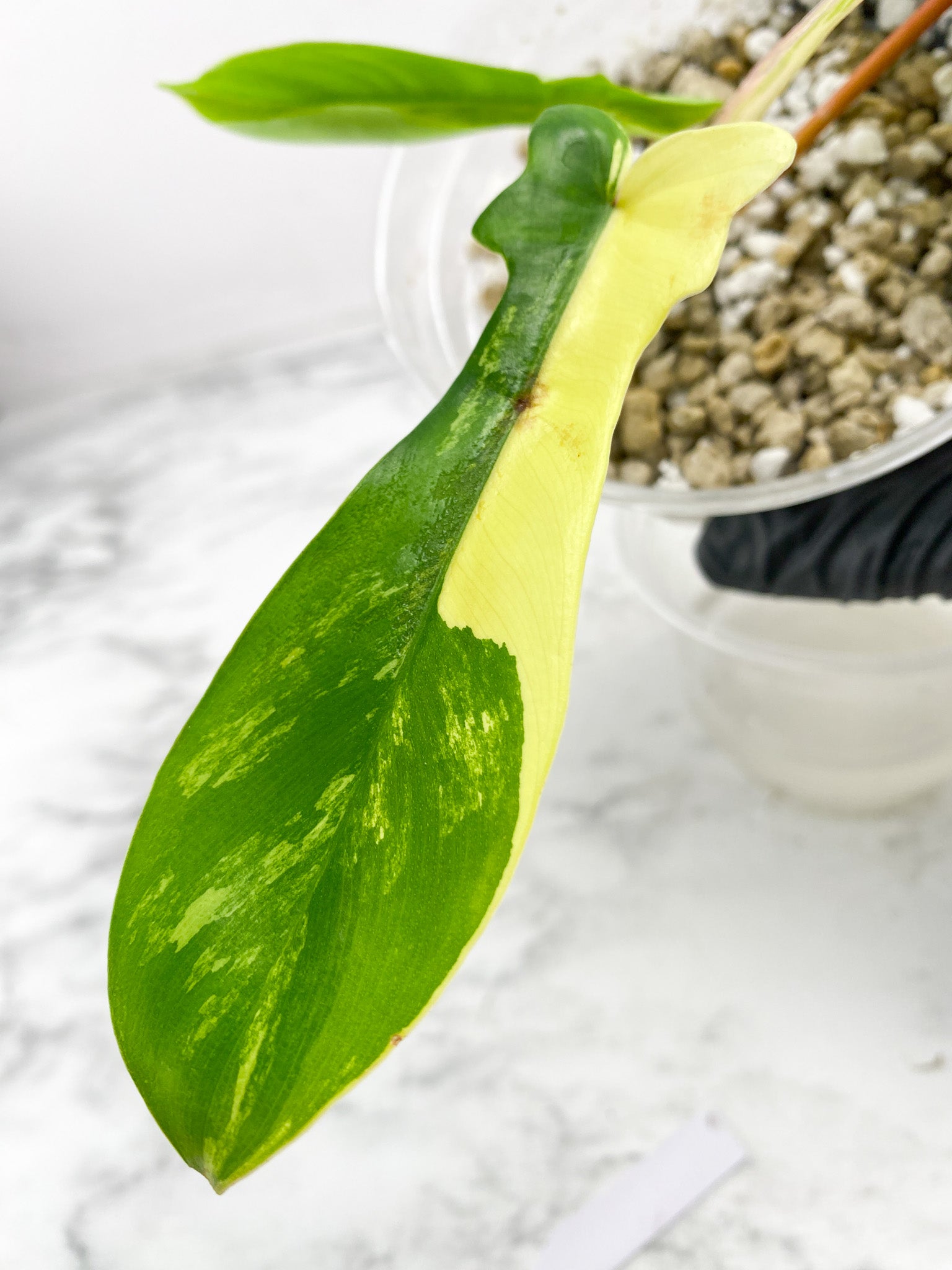 Philodendron Florida Beauty 3 leaf top cutting slightly rooted