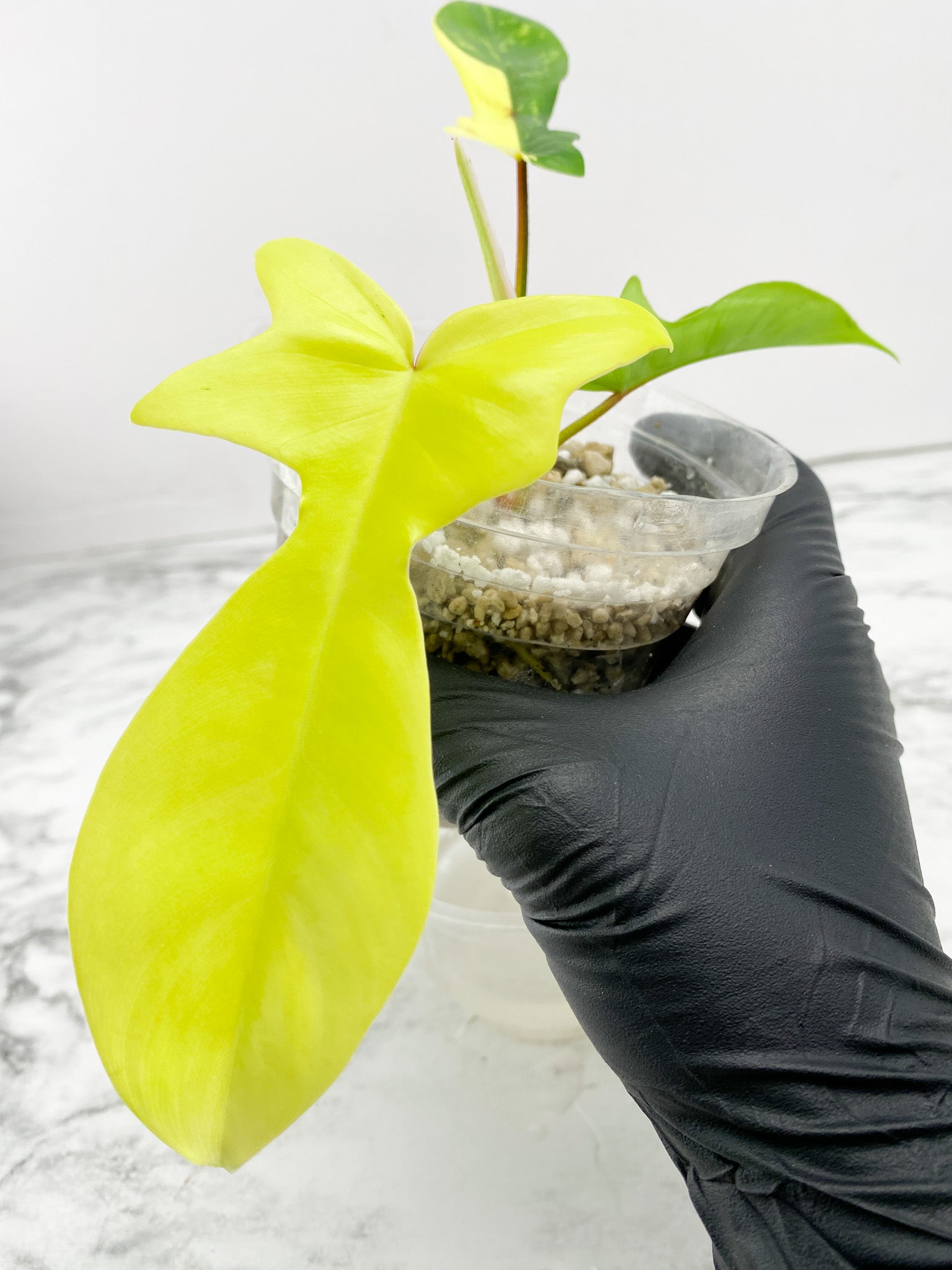Philodendron Florida Beauty 3 leaf top cutting slightly rooted