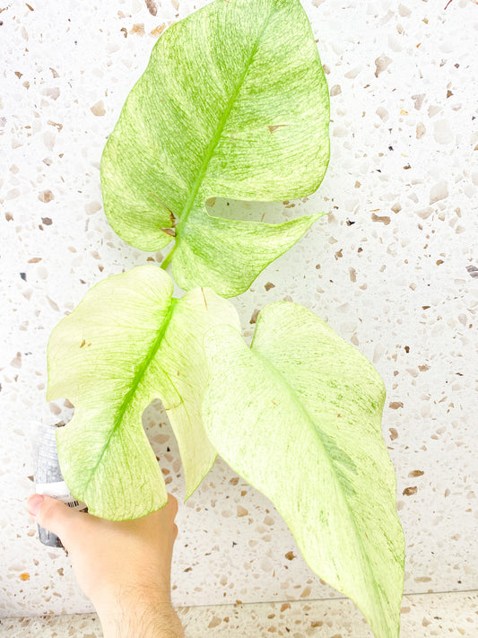 Monstera Deliciosa Full Mint 3 leaf top cutting