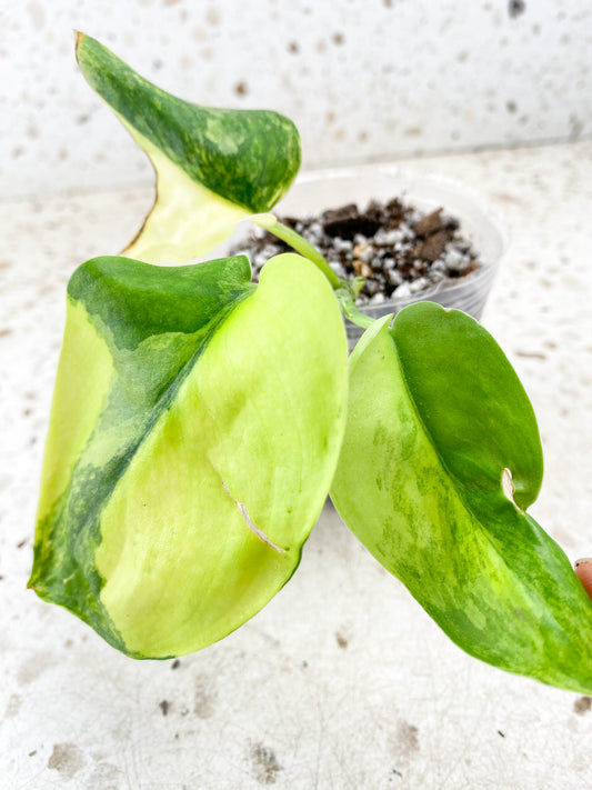 Scindapsus Jade Satin Aurea Variegated 3 leaf top cutting