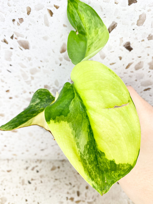 Scindapsus Jade Satin Aurea Variegated 3 leaf top cutting