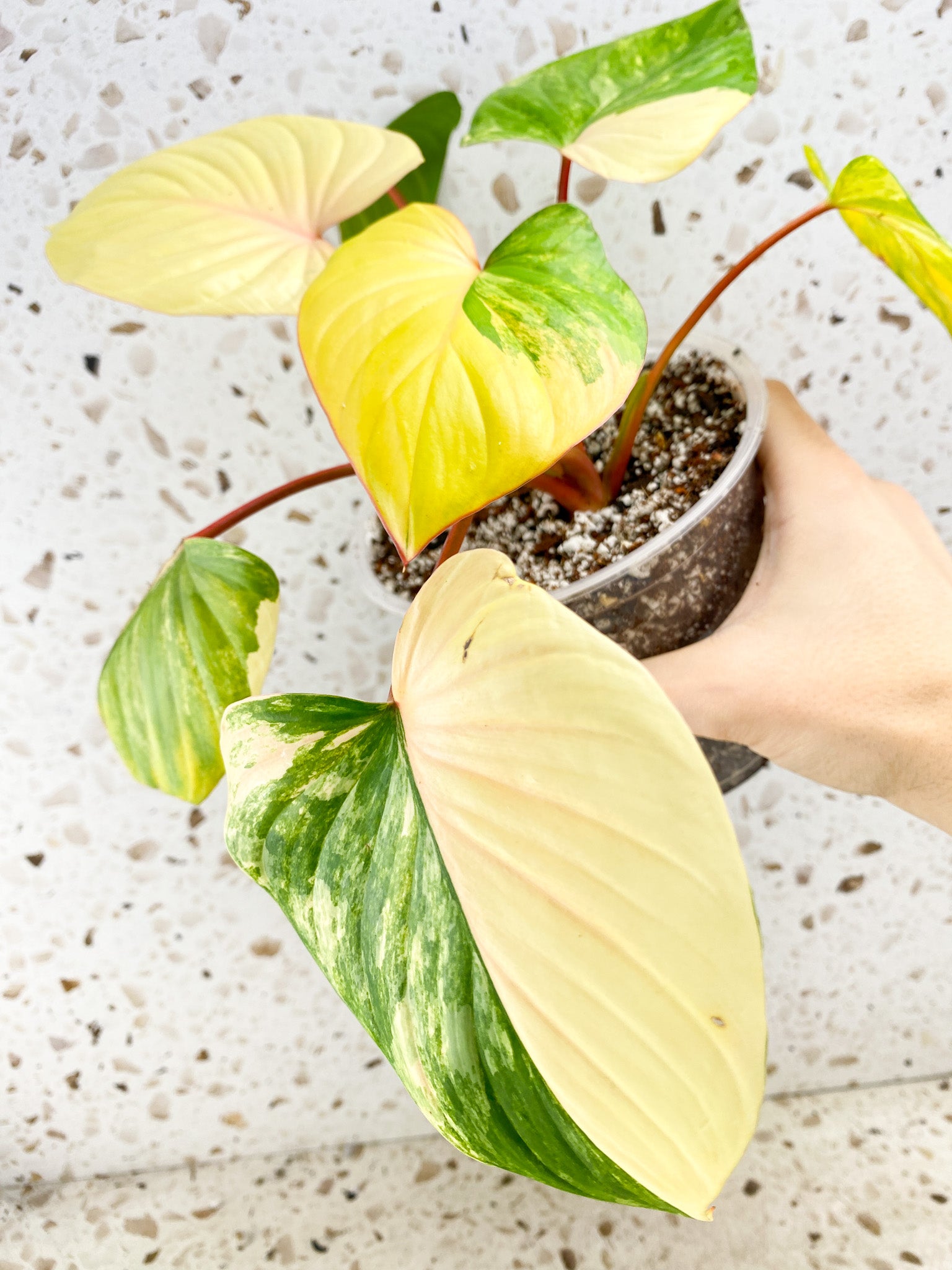 Homalomena Rubescens Variegated Aurea Pink 7 leaf top cutting highly variegated (MOTHER PLANT)