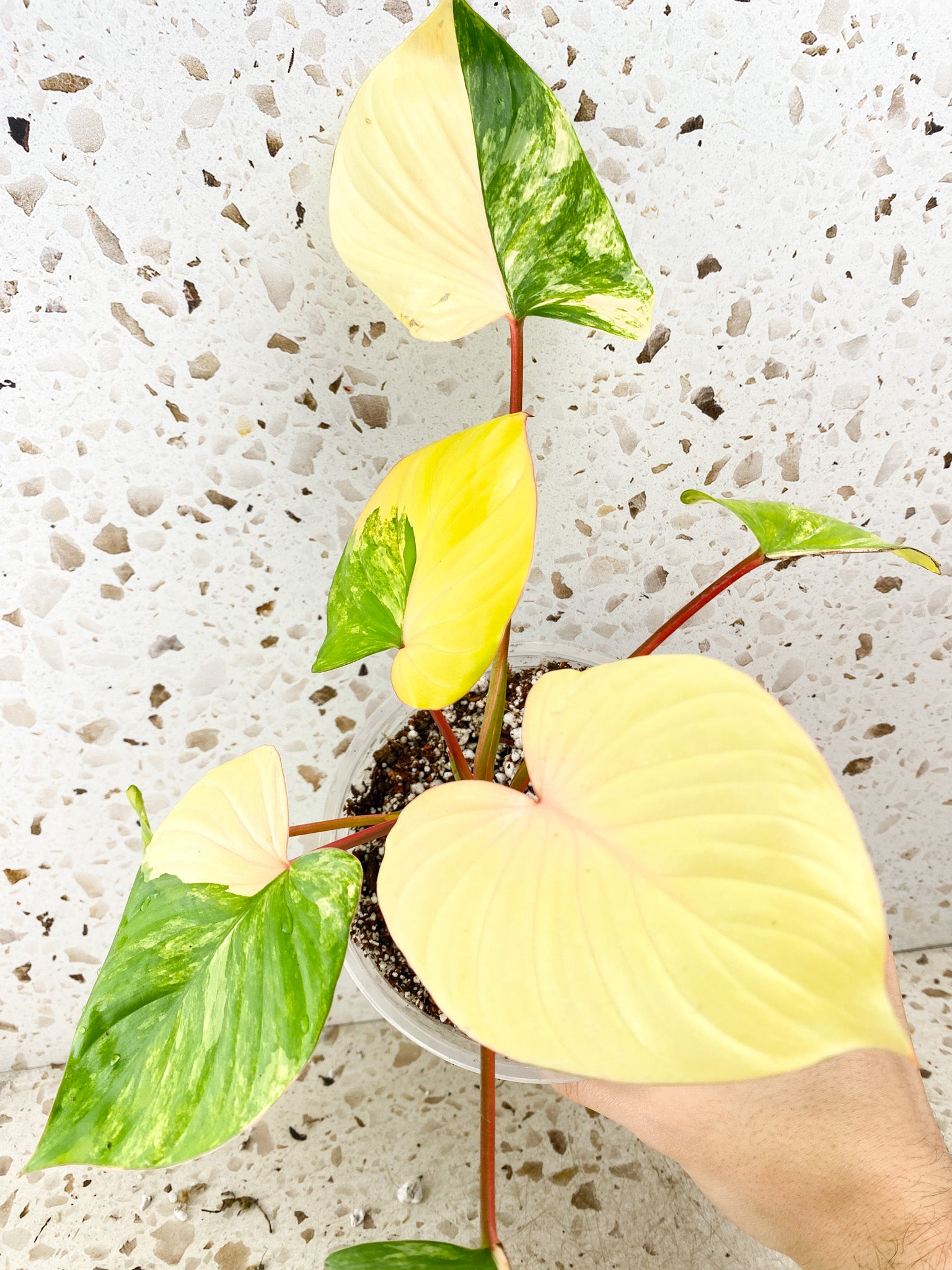 Homalomena Rubescens Variegated Aurea Pink 7 leaf top cutting highly variegated (MOTHER PLANT)