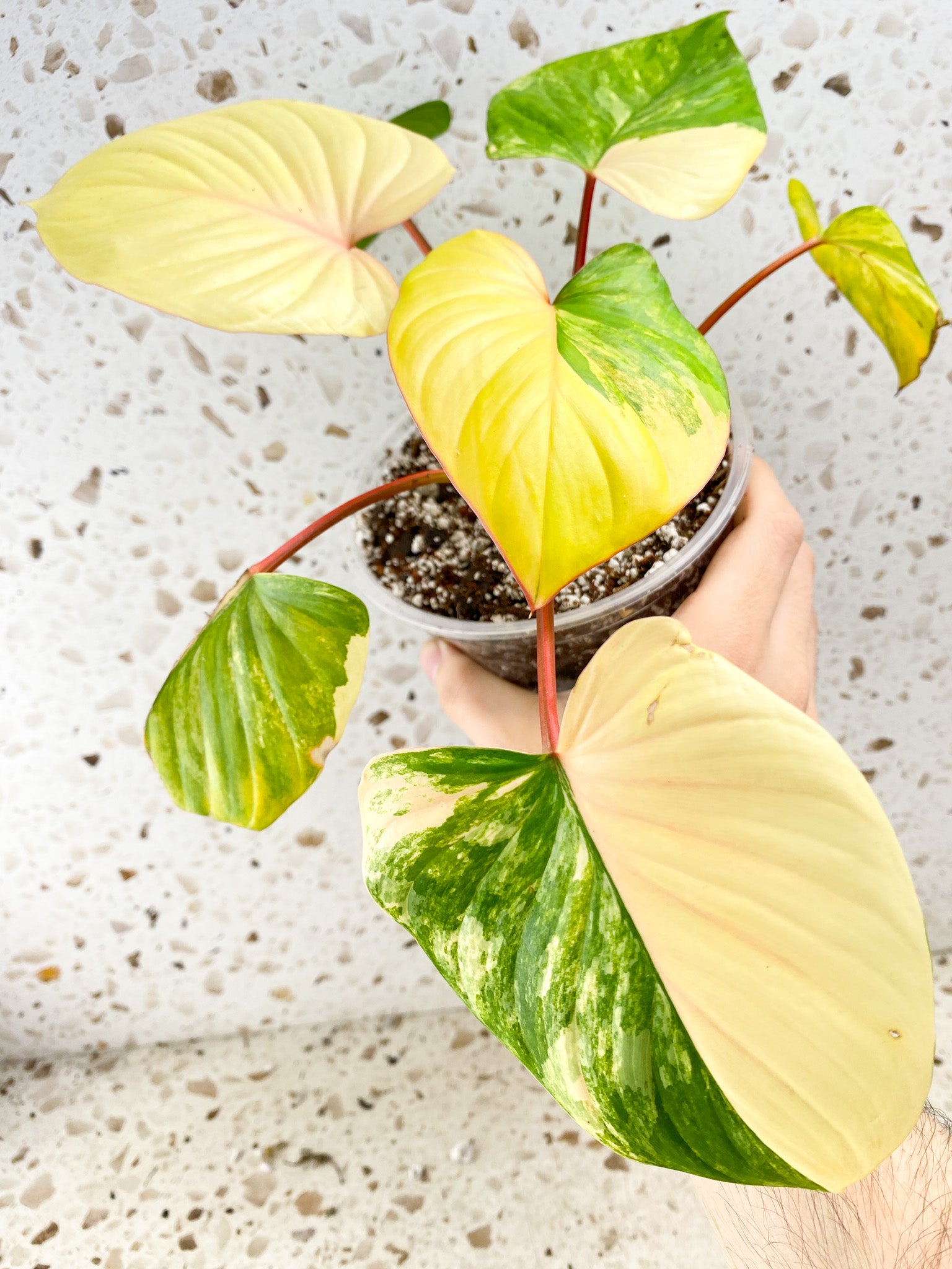 Homalomena Rubescens Variegated Aurea Pink 7 leaf top cutting highly variegated (MOTHER PLANT)