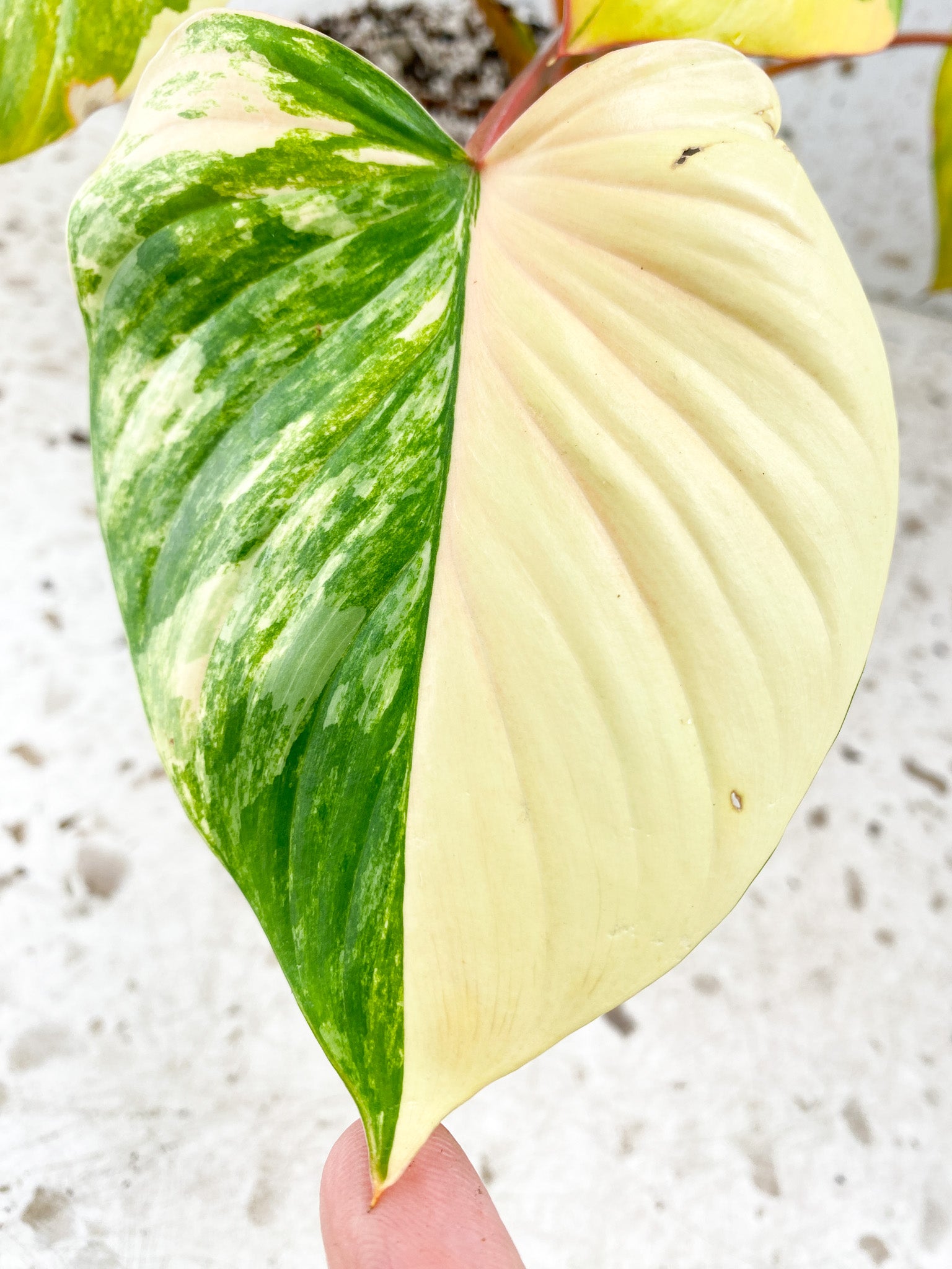 Homalomena Rubescens Variegated Aurea Pink 7 leaf top cutting highly variegated (MOTHER PLANT)