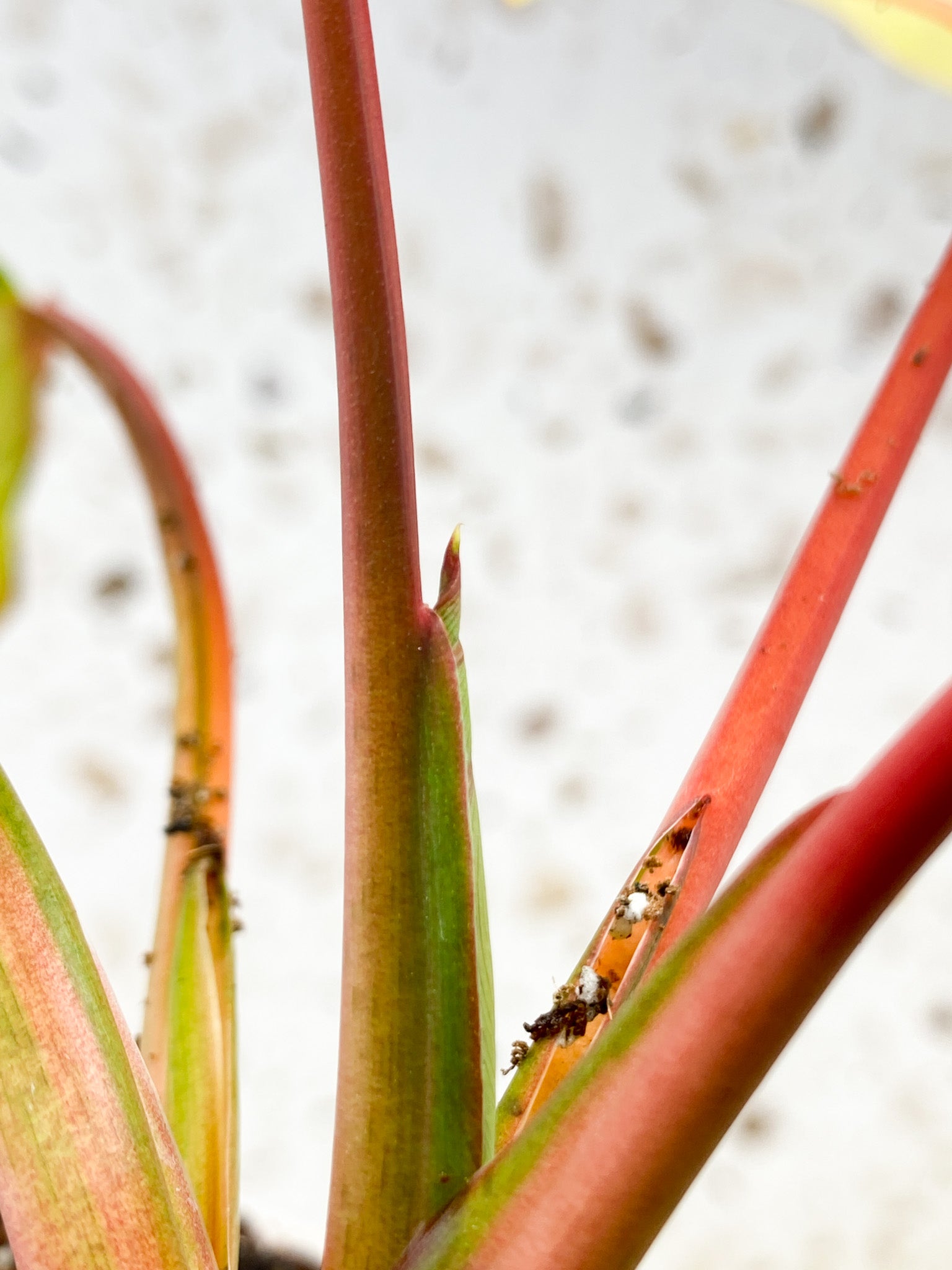 Homalomena Rubescens Variegated Aurea Pink 7 leaf top cutting highly variegated (MOTHER PLANT)