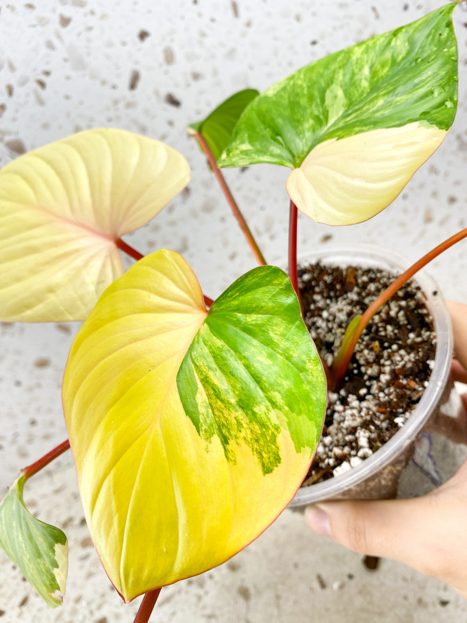 Homalomena Rubescens Variegated Aurea Pink 7 leaf top cutting highly variegated (MOTHER PLANT)