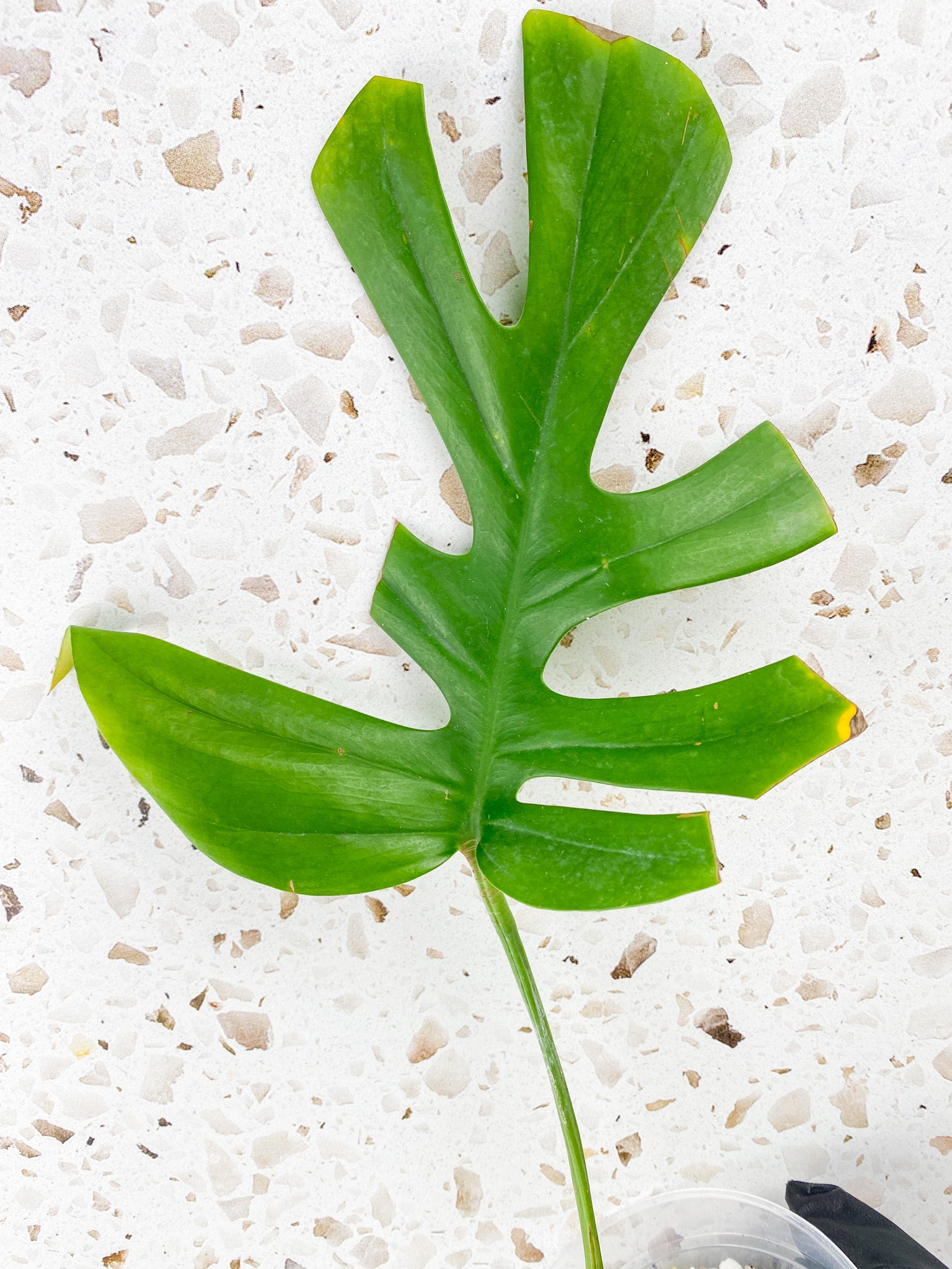 Rhaphidophora sp. Flame 1 leaf 1 sprout