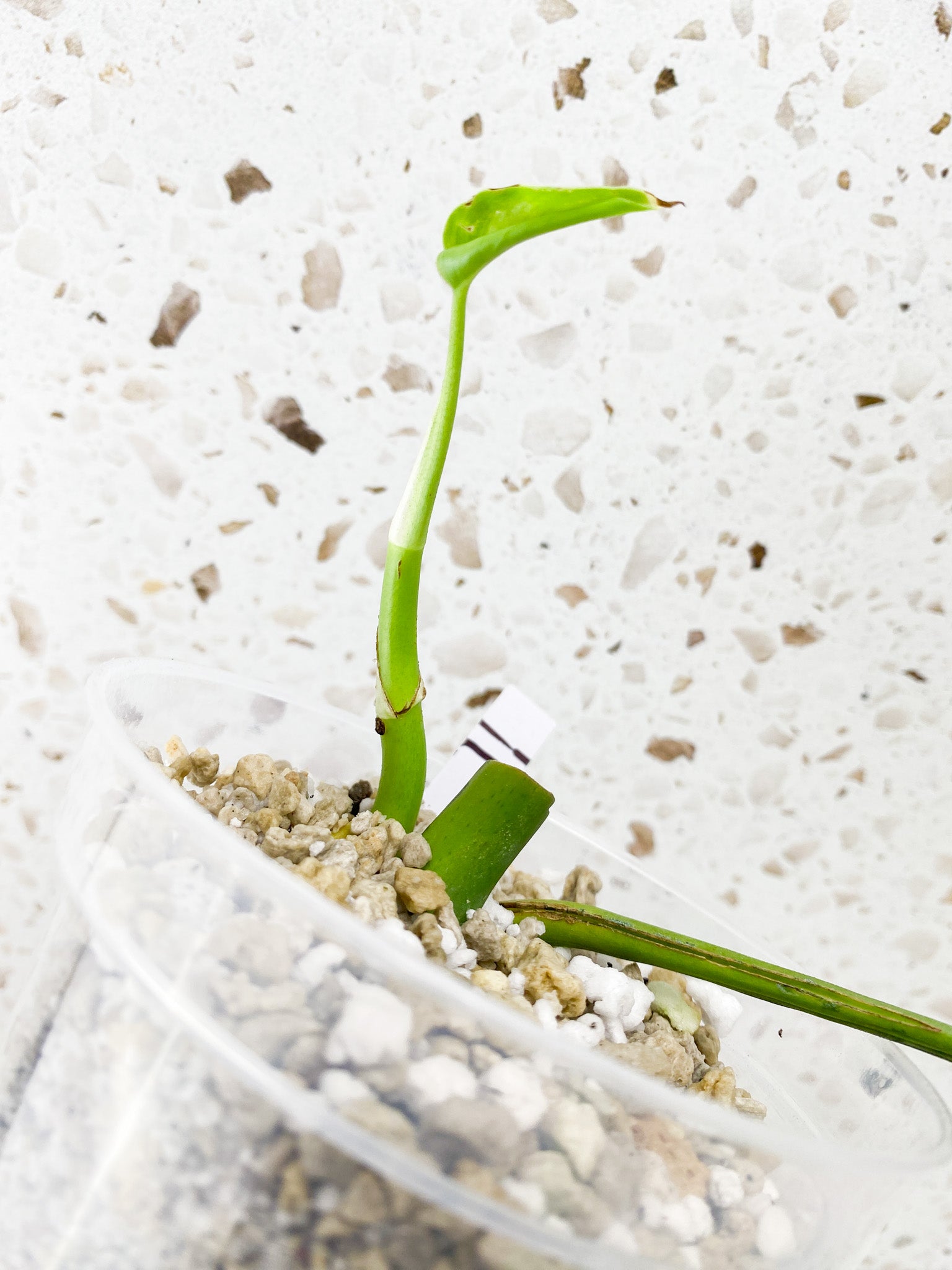 Rhaphidophora sp. Flame 1 leaf 1 sprout